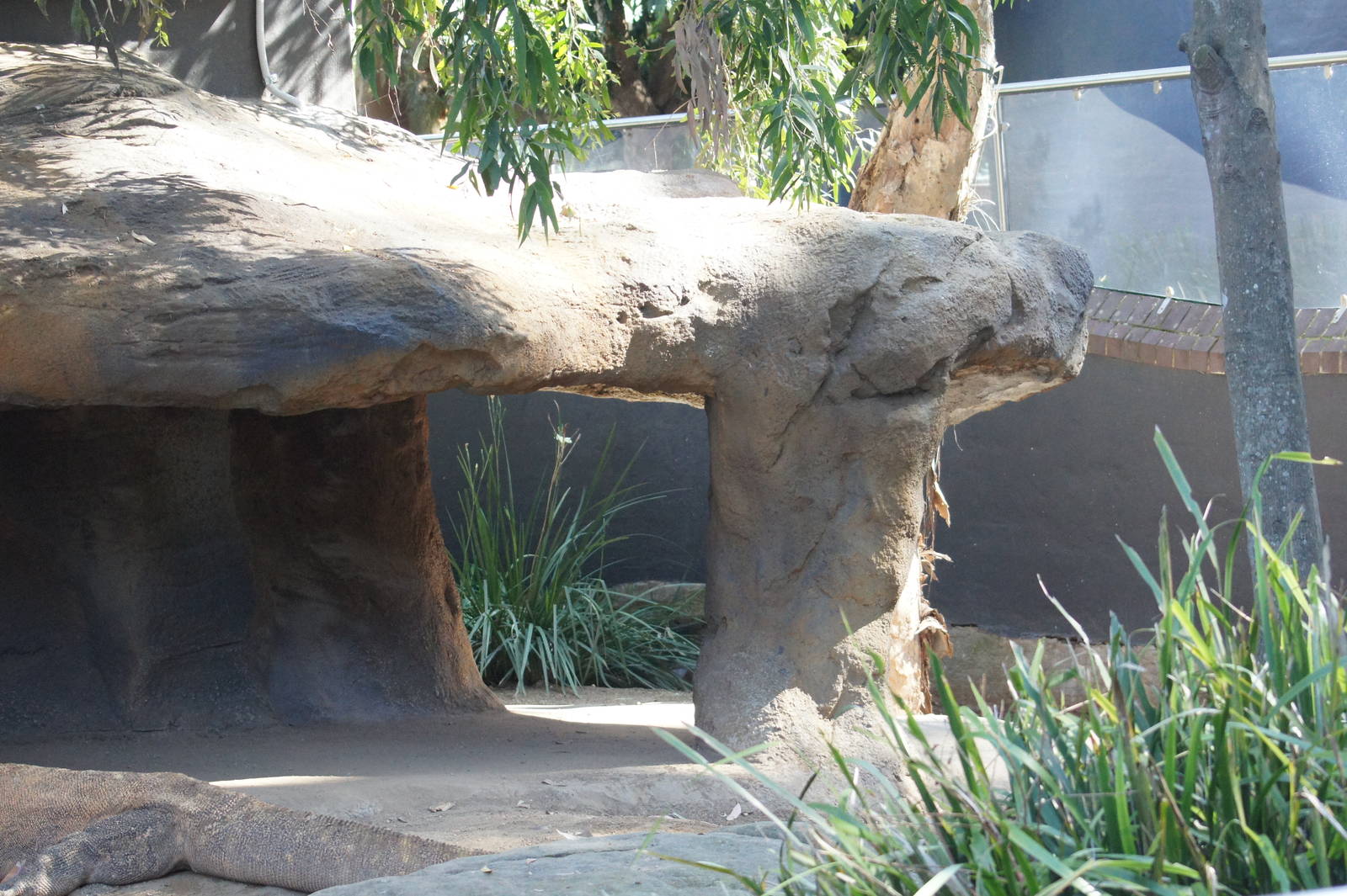 Komodo dragon exhibit additions