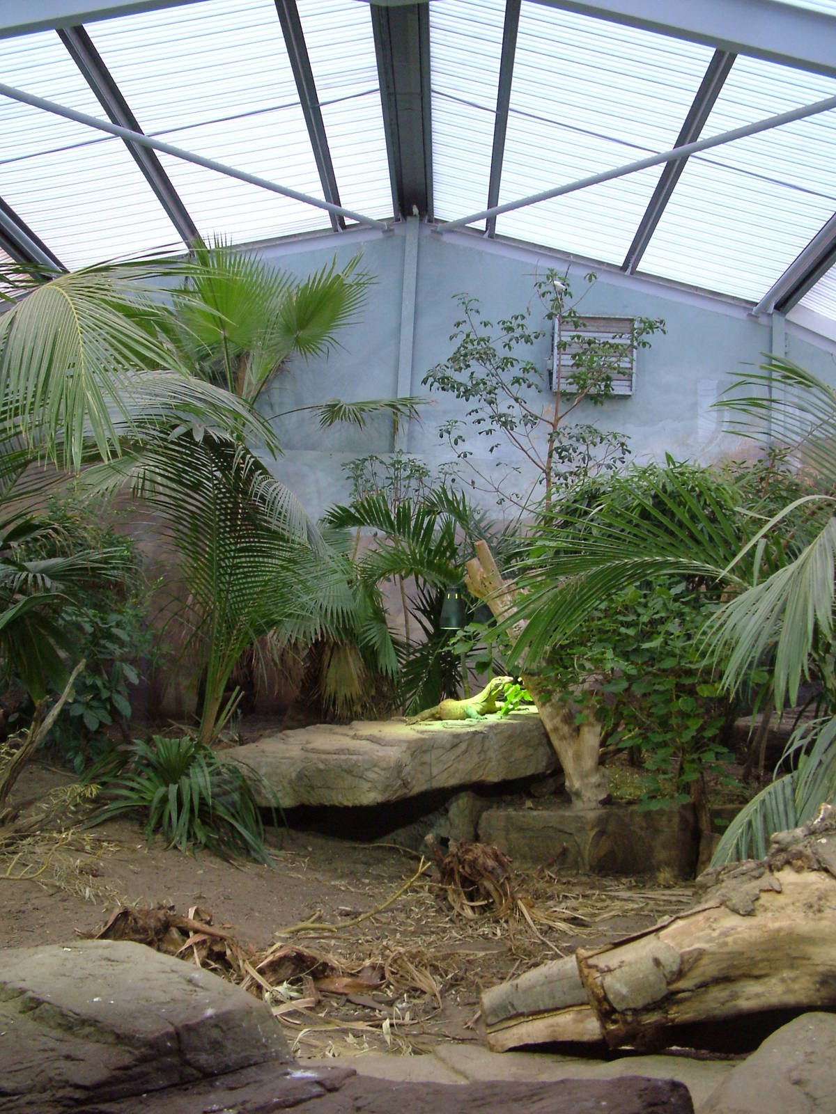 Komodo Dragon exhibit at Chester 25/04/10