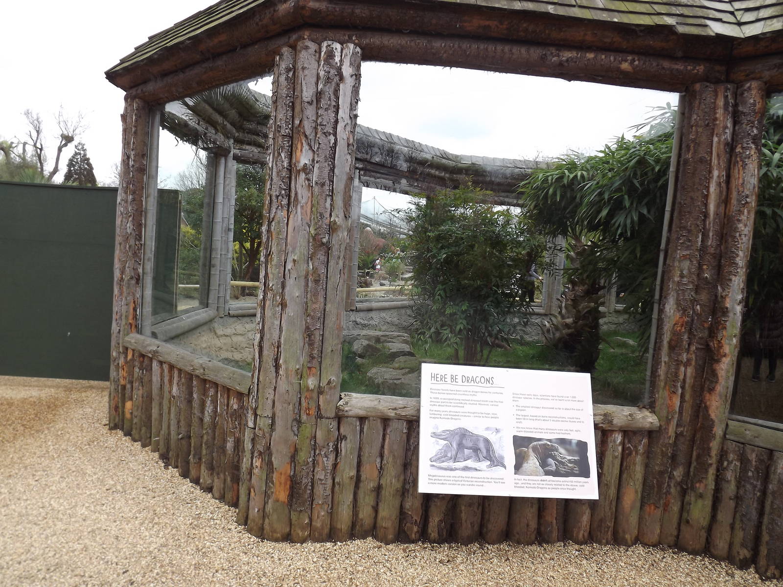 Komodo Dragon exhibit at Chester Zoo 31/03/12