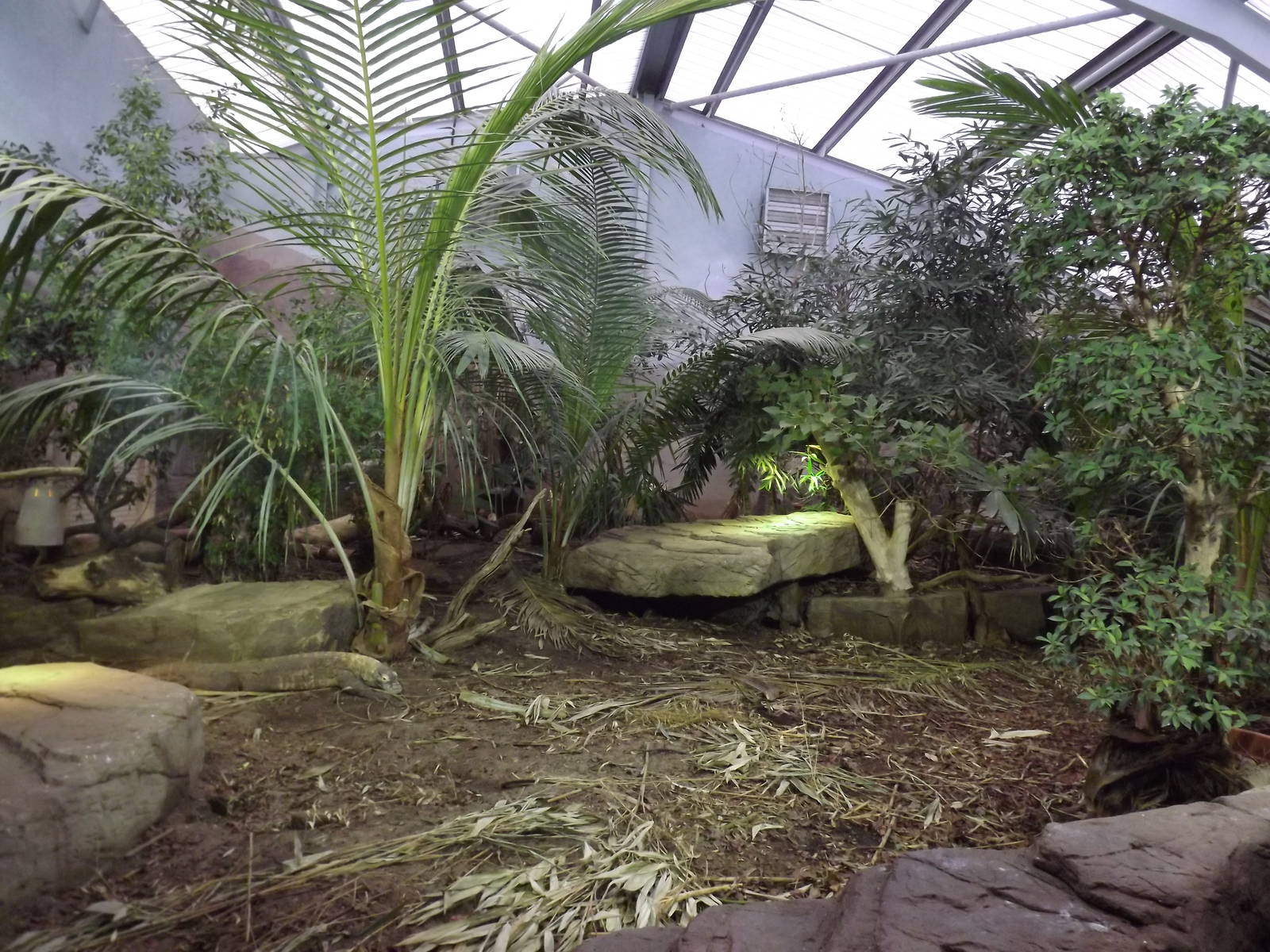 Komodo Dragon exhibit at Chester Zoo 31/03/12