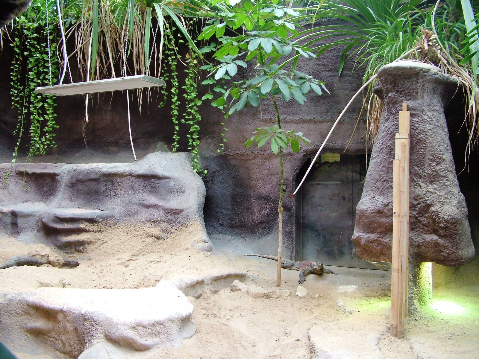 Komodo Dragon Exhibit at Prague, 25/08/12