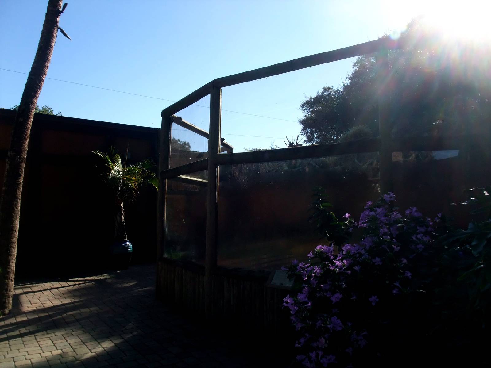 Komodo Dragon Exhibit at St. Augustine, 11/10/13