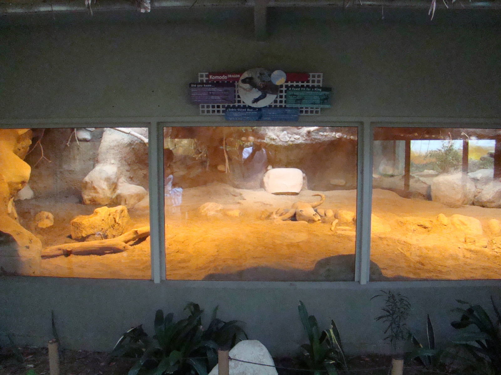 Komodo Dragon exhibit at the Los Angeles Zoo