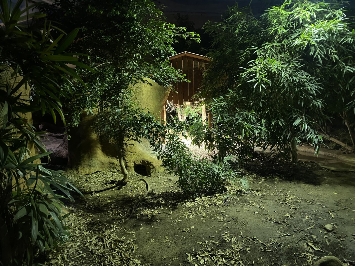 Komodo dragon exhibit (evening) 180322