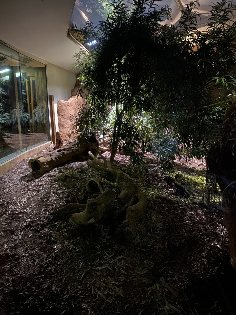 Komodo dragon exhibit (evening) 180322