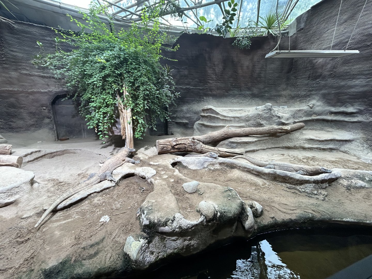 Komodo Dragon Exhibit - Indonesian Jungle Pavillon