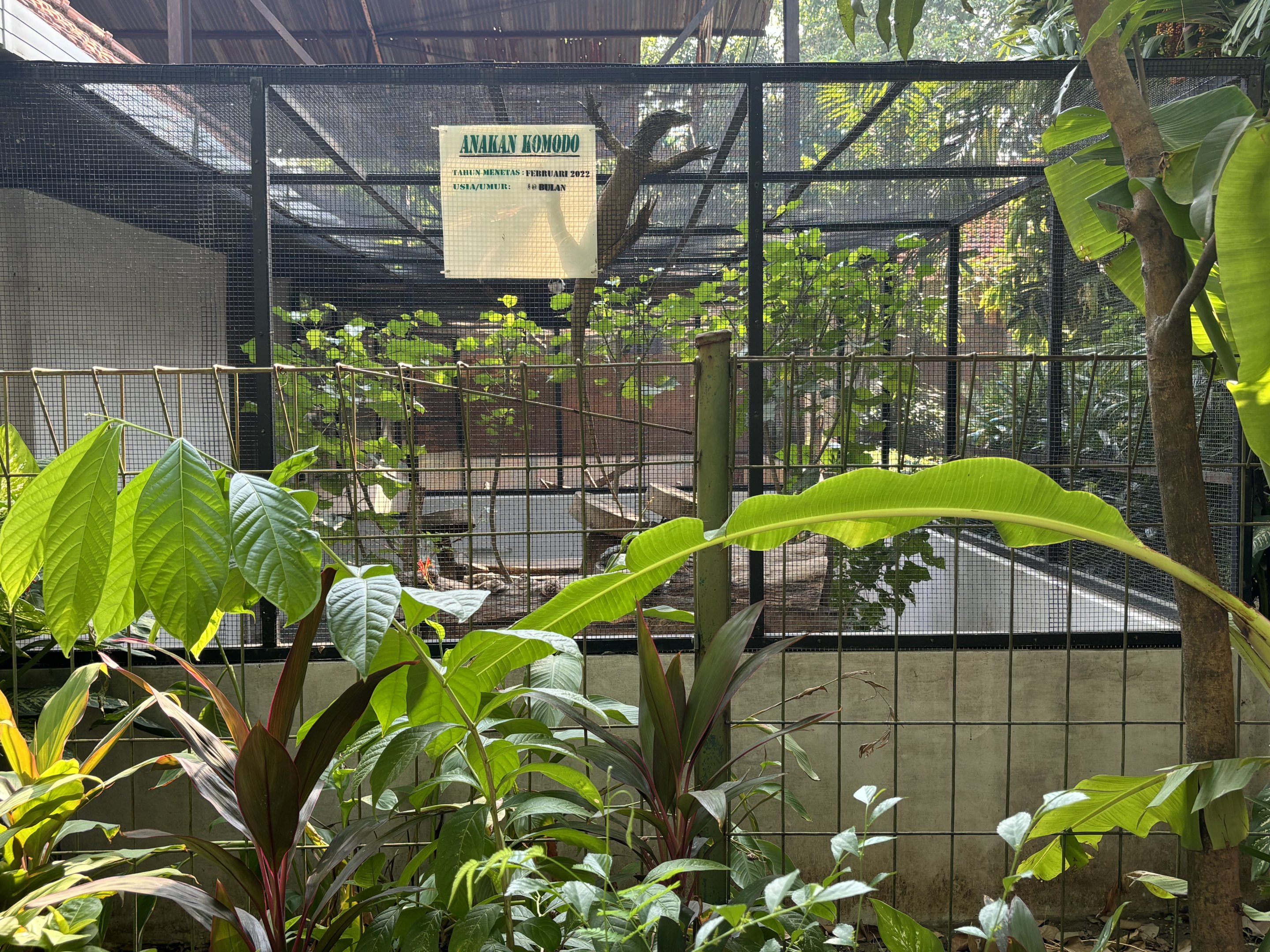 Komodo Dragon Exhibit - juvenile on wire