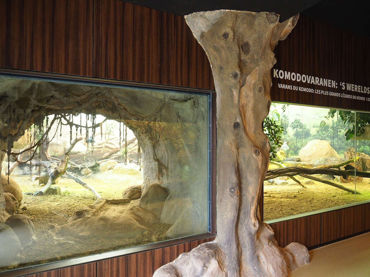Komodo dragon exhibit - Main viewing window and den viewing window, 2023-04-08