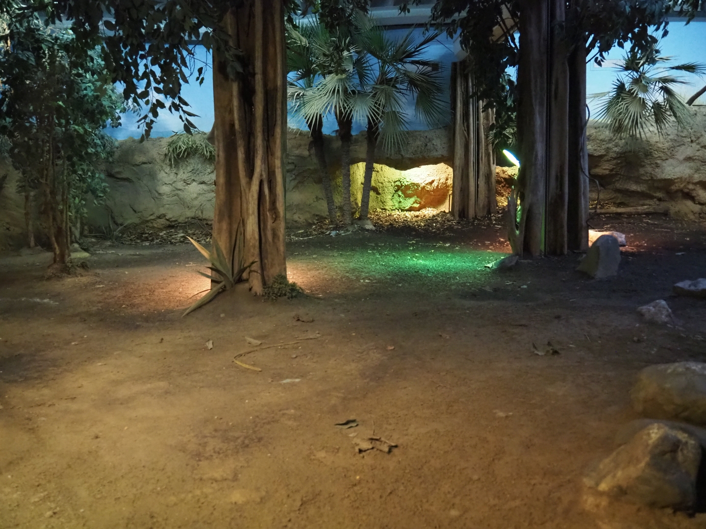 Komodo dragon exhibit (Nov 10th, 2018)