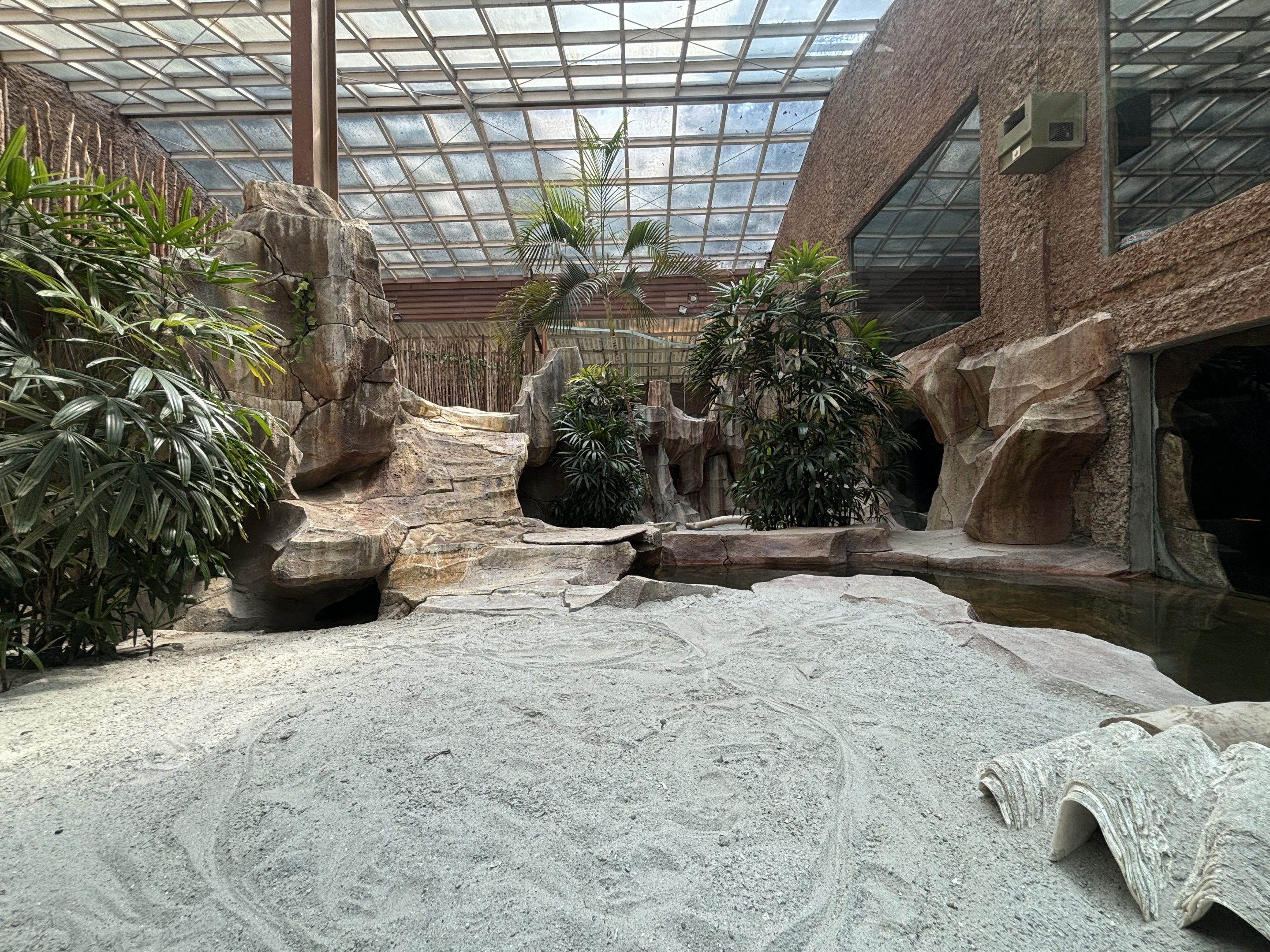 Komodo Dragon Exhibit - one of many