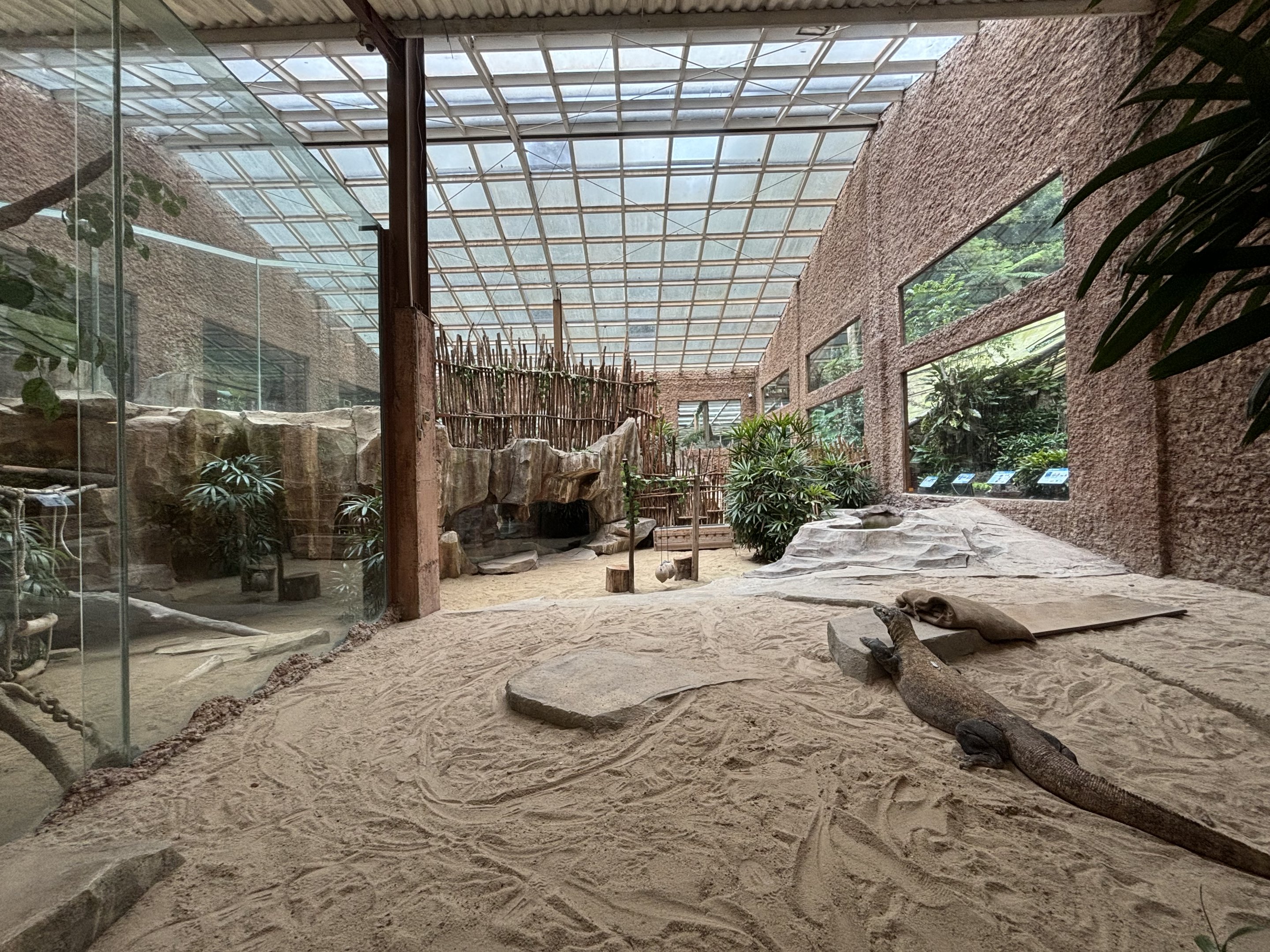 Komodo Dragon Exhibit - one of many