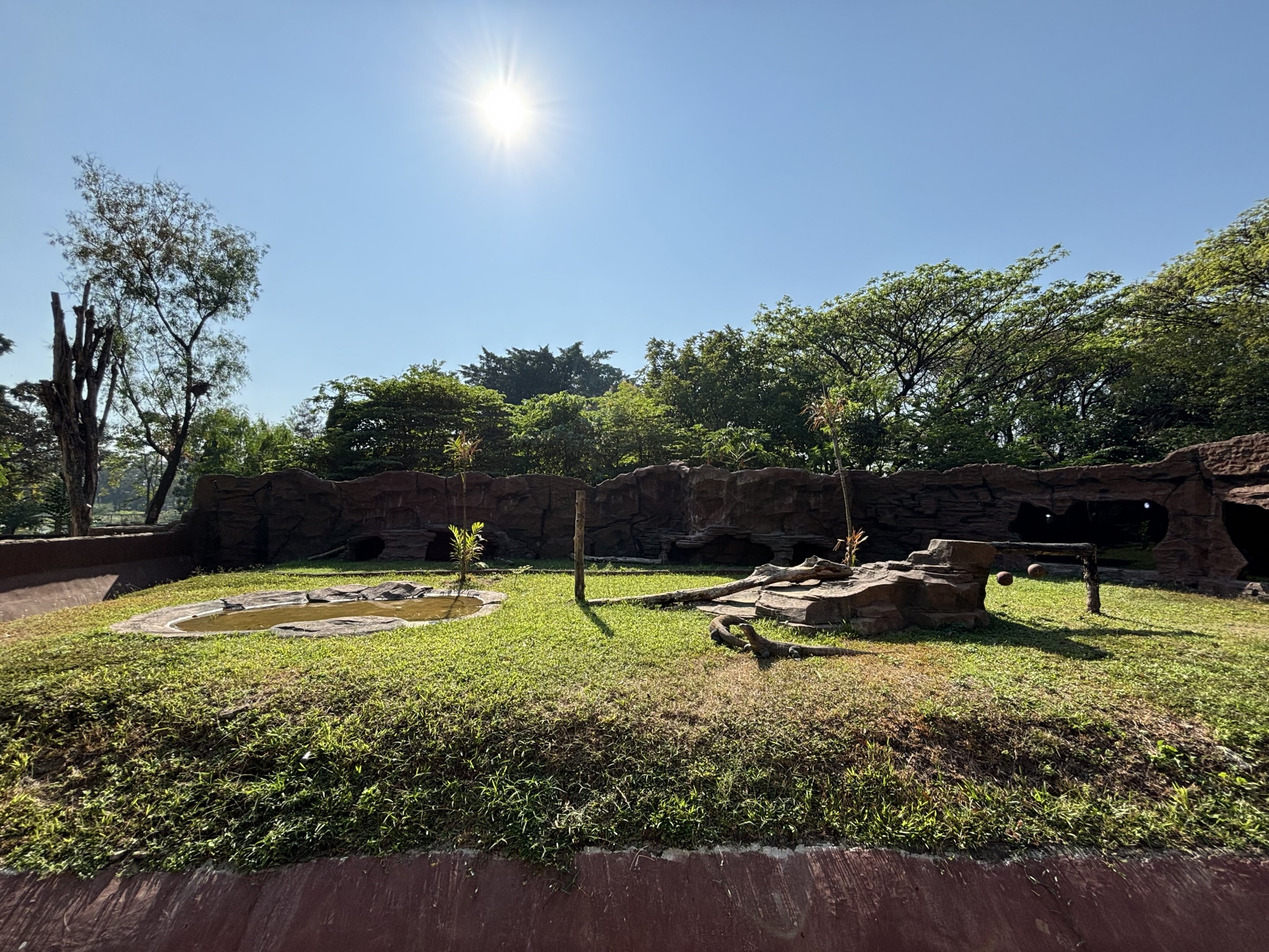Komodo Dragon Exhibit - Solo Safari