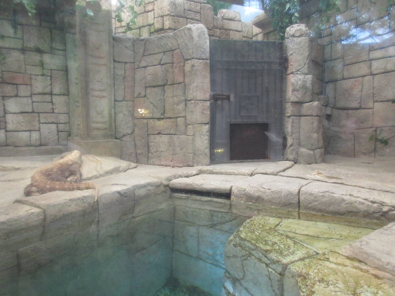 Komodo Dragon Exhibit (through murky glass)