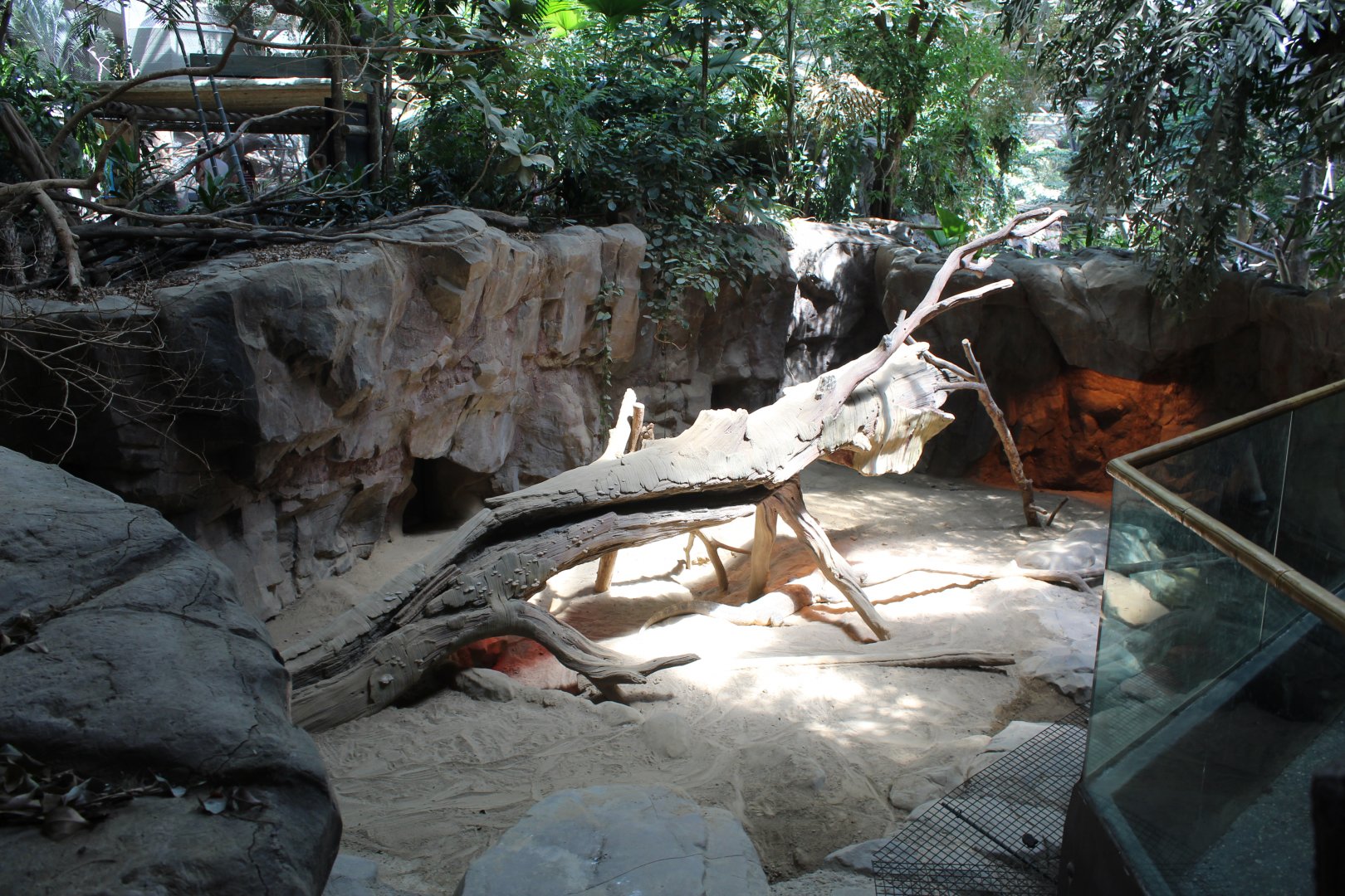Komodo Dragon Exhibit - Tropics Trail