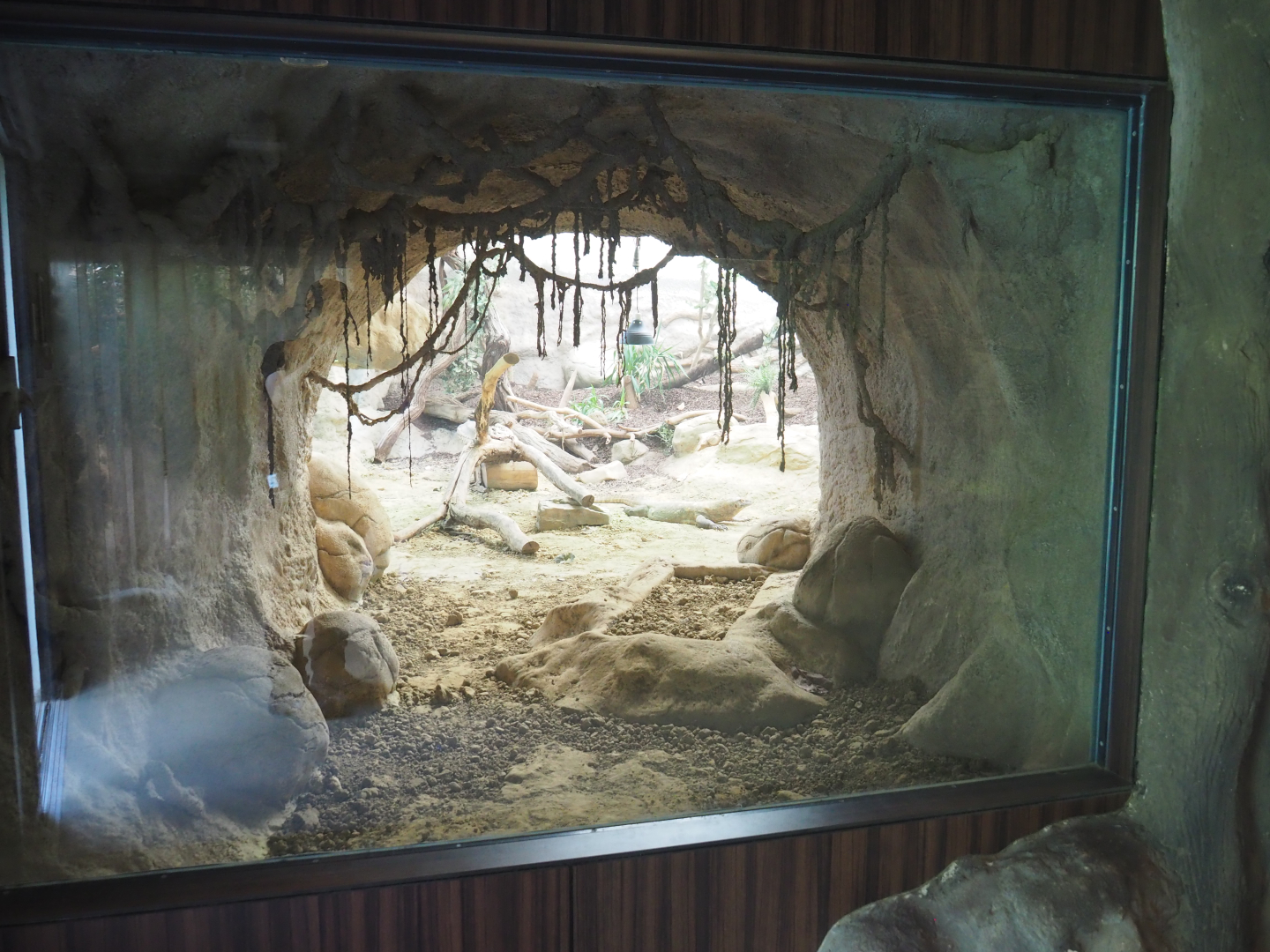 Komodo dragon exhibit - Viewable den, 2022-05-26