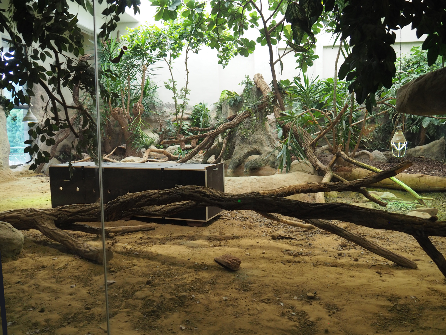 Komodo dragon exhibit with transport crate of new Komodo dragon, 2020-06-28