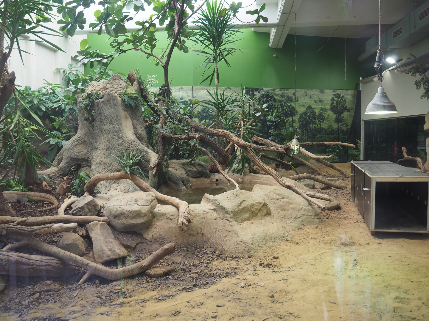 Komodo dragon exhibit with transport crate of new Komodo dragon, 2020-06-28