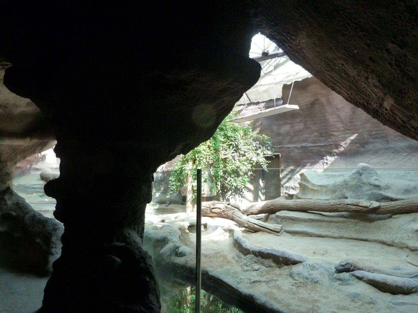 Komodo dragon exhibit -Zoo Praha (2025)