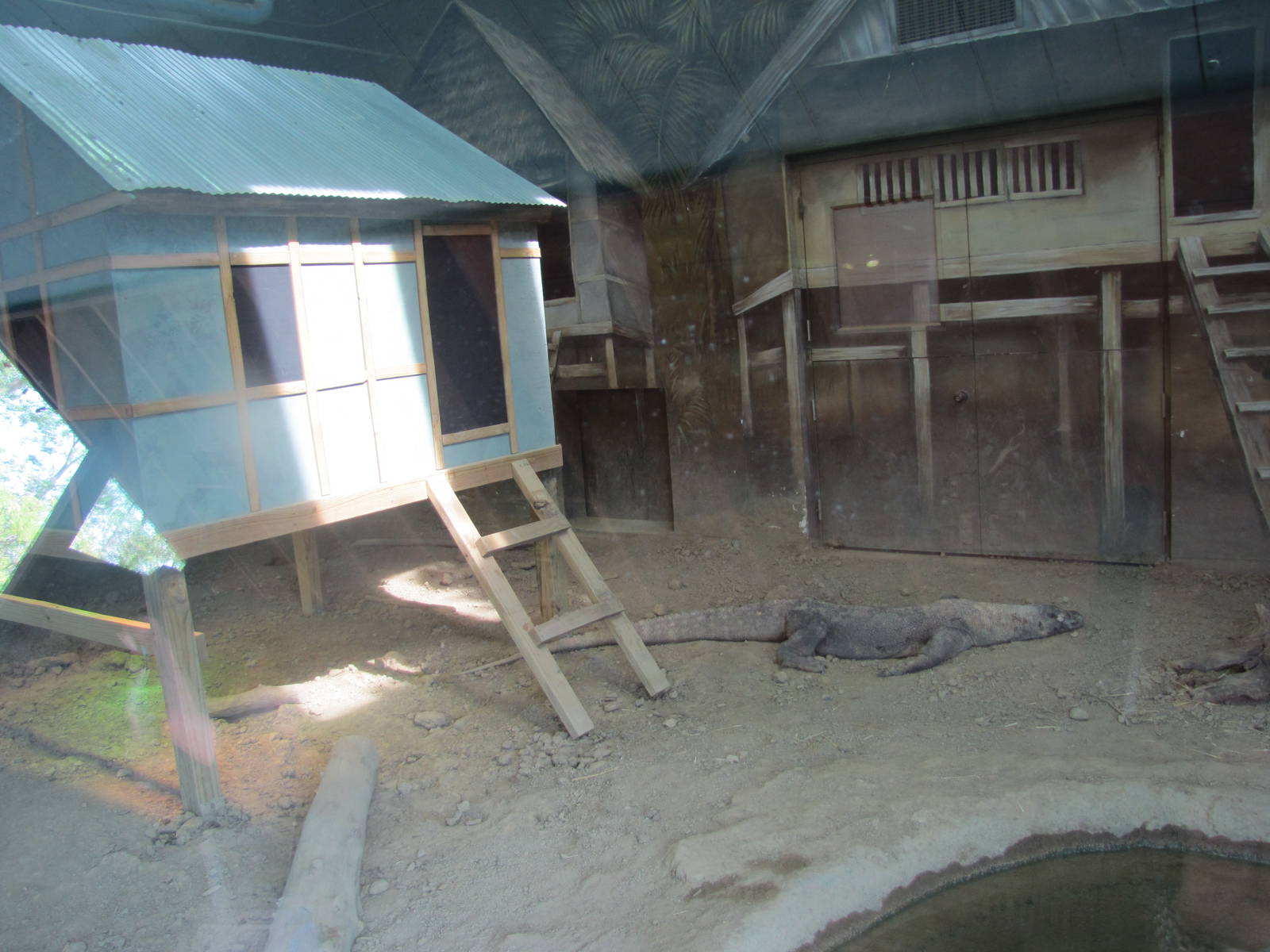 Komodo Dragon Exhibit