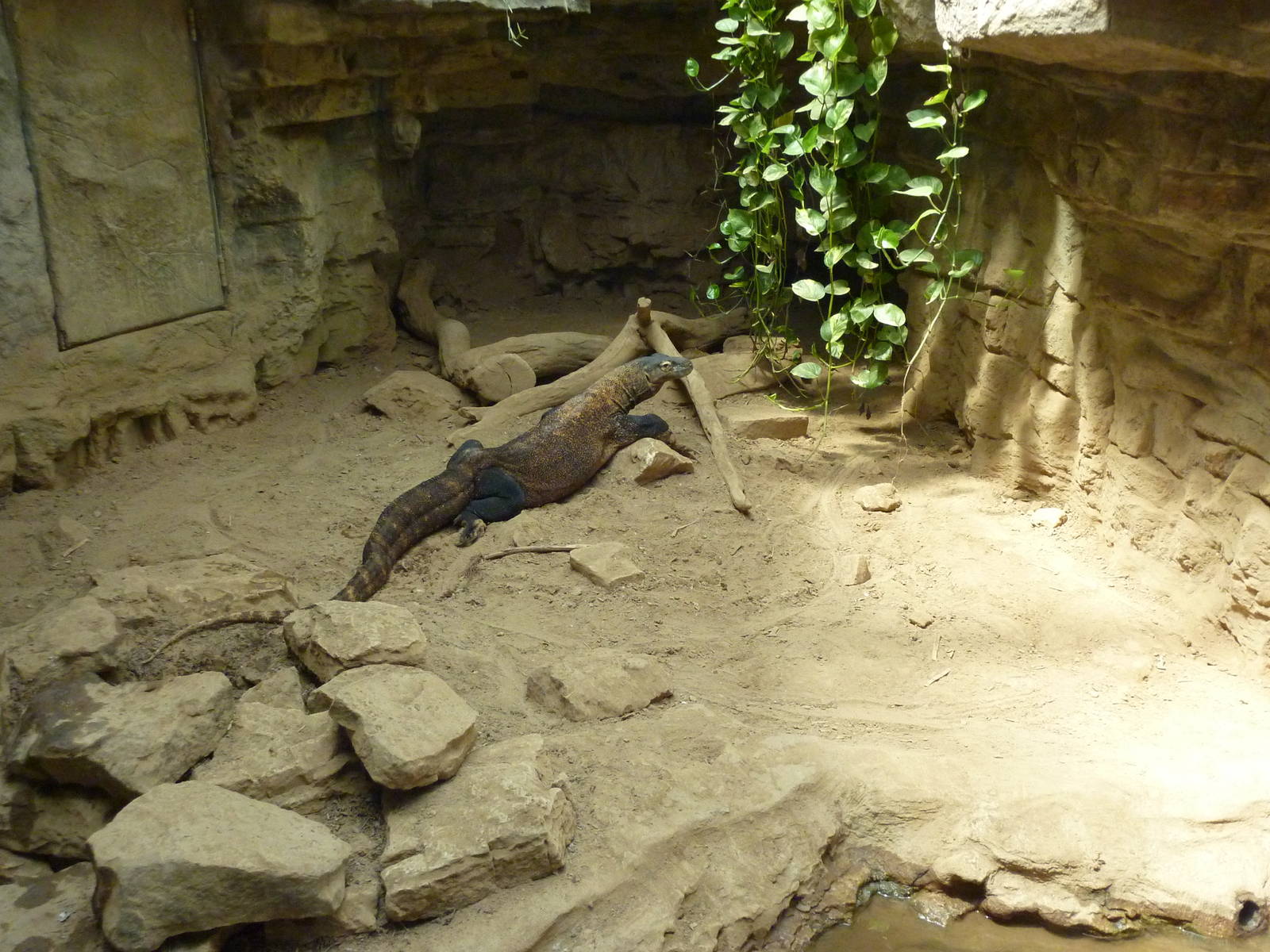 Komodo Dragon Exhibit