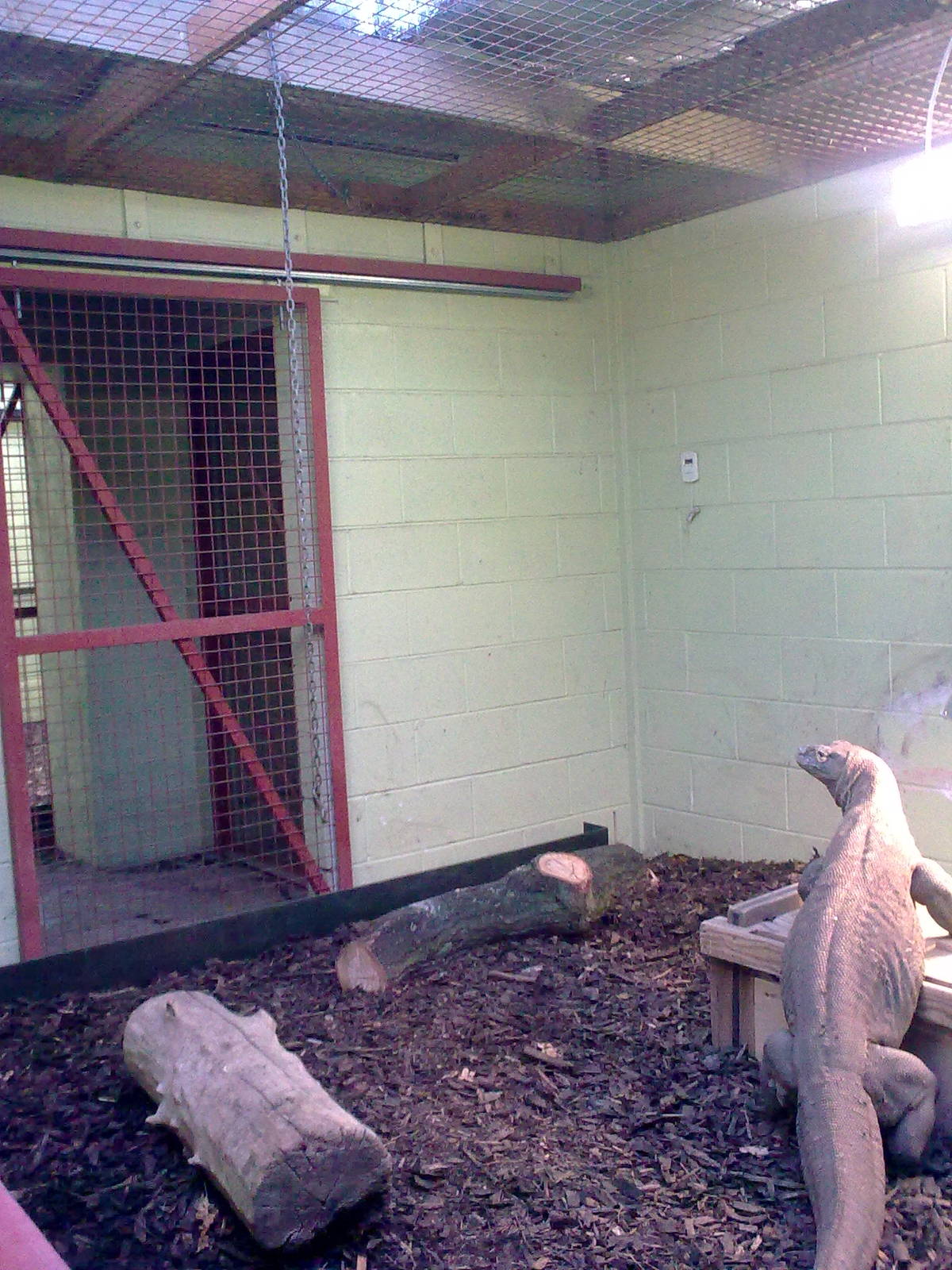 Komodo Dragon Exhibit