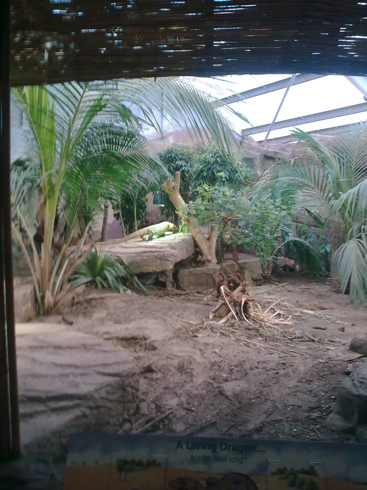 Komodo Dragon Exhibit