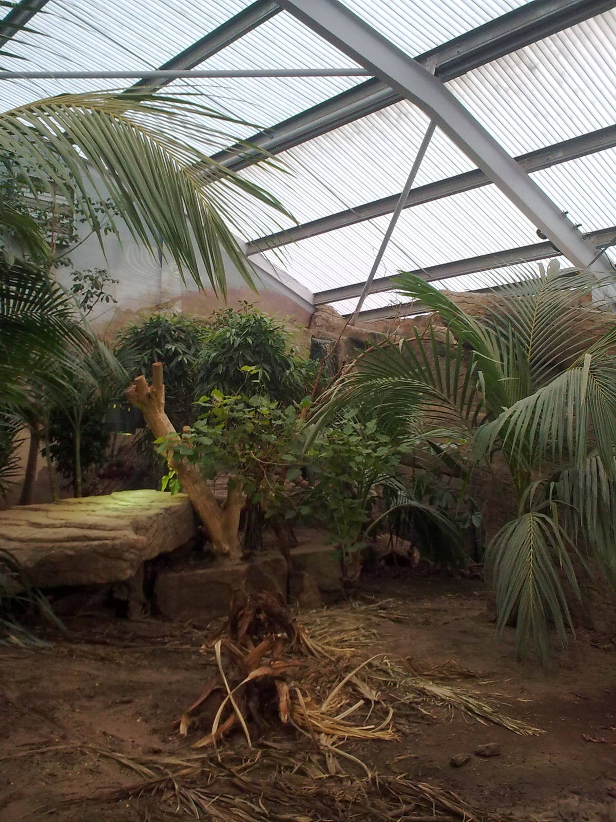 Komodo Dragon Exhibit