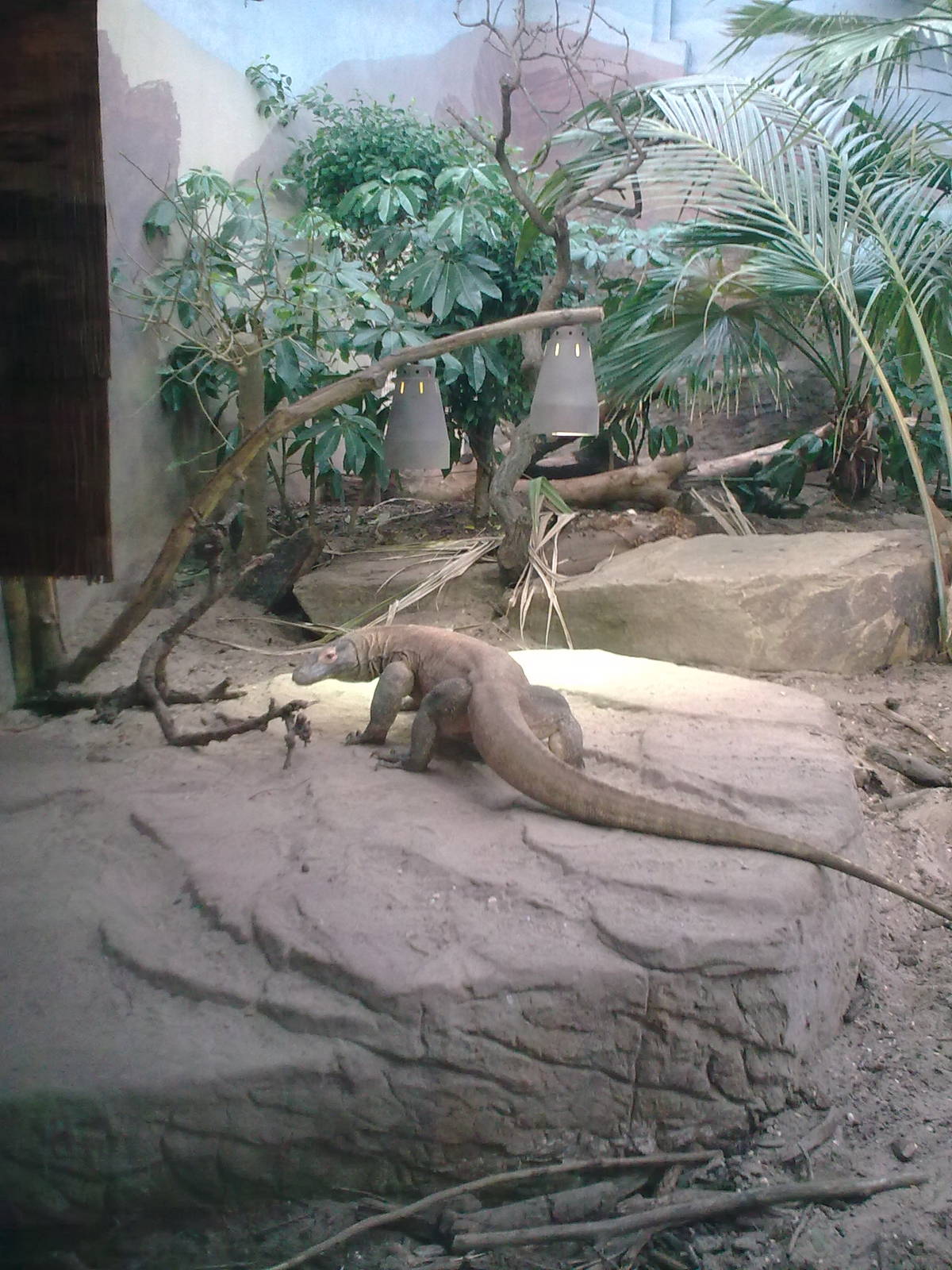 Komodo Dragon Exhibit