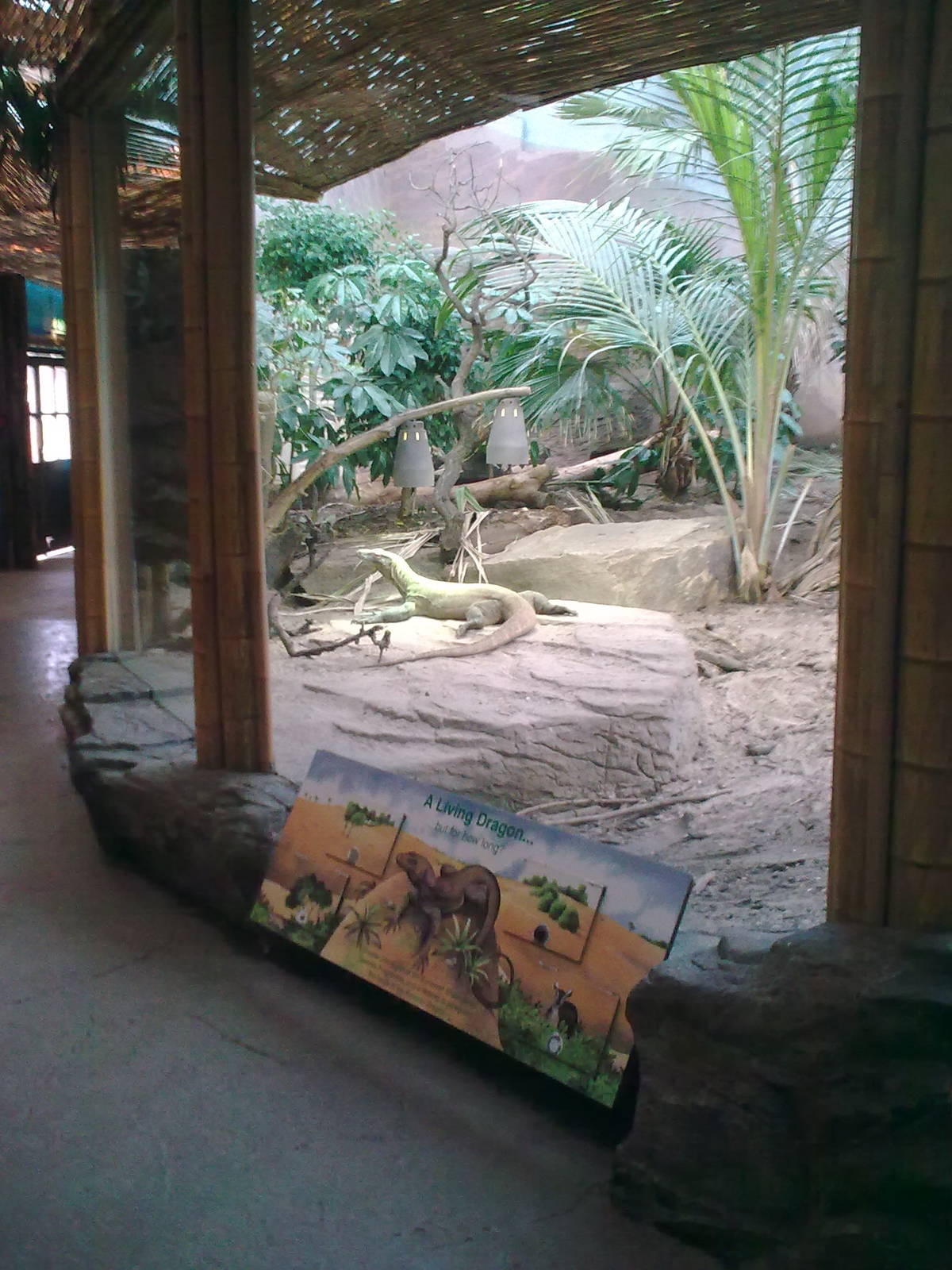 Komodo Dragon Exhibit