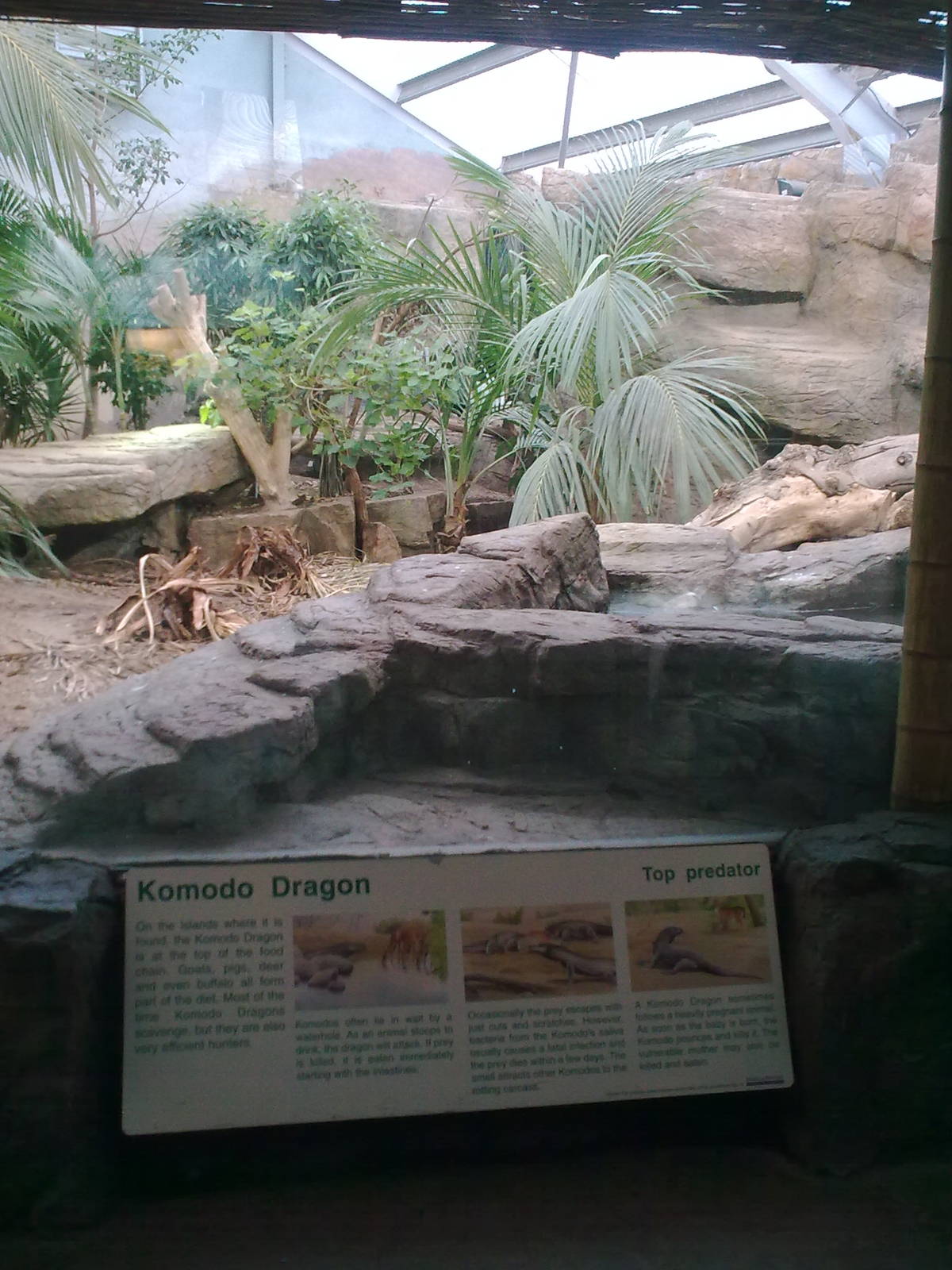 Komodo Dragon Exhibit