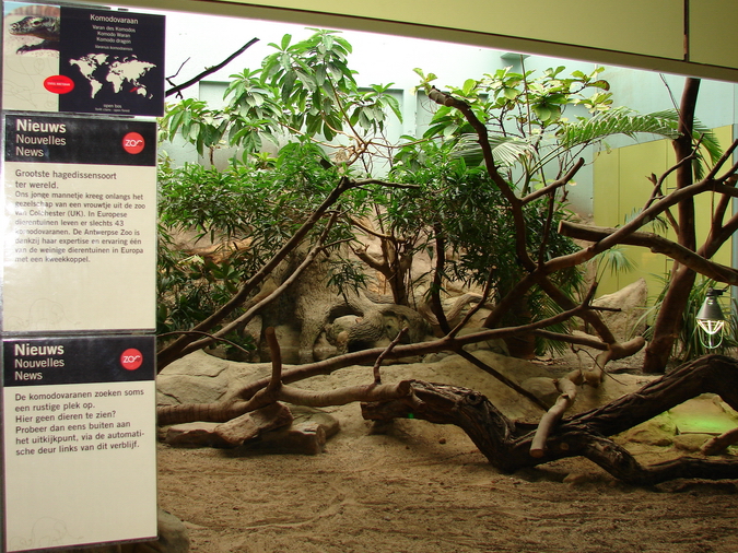 Komodo dragon exhibit
