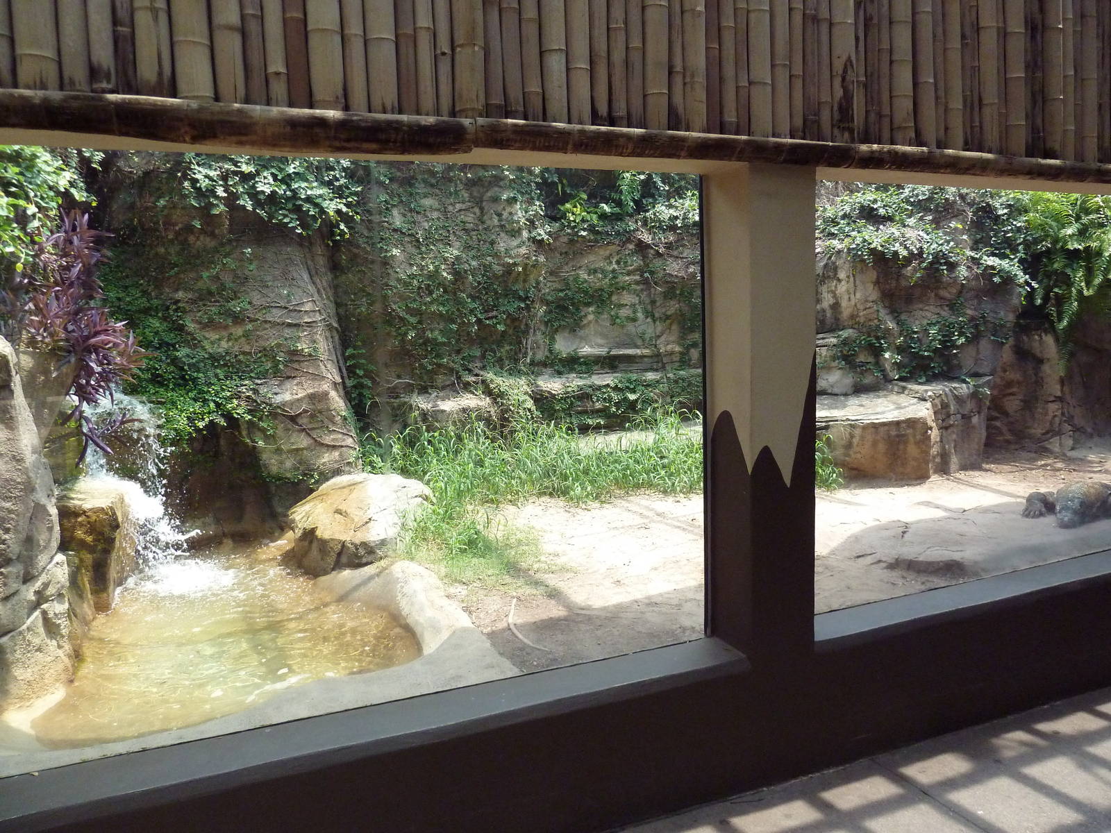 Komodo Dragon Exhibit