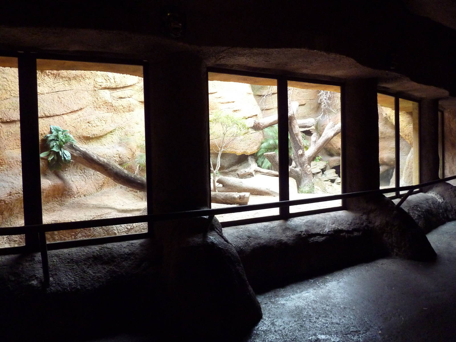 Komodo Dragon Exhibit