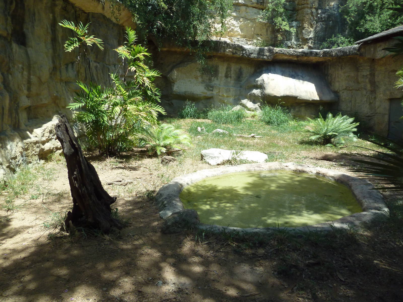 Komodo Dragon Exhibit