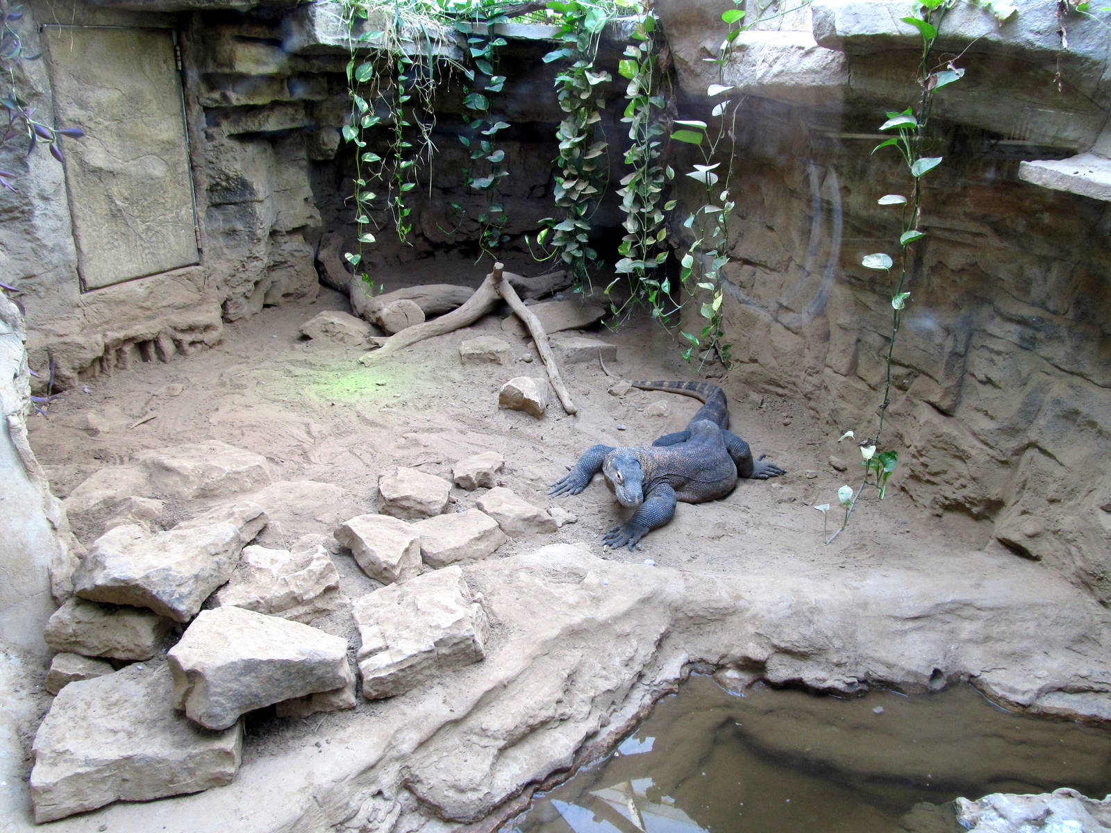 Komodo Dragon Exhibit