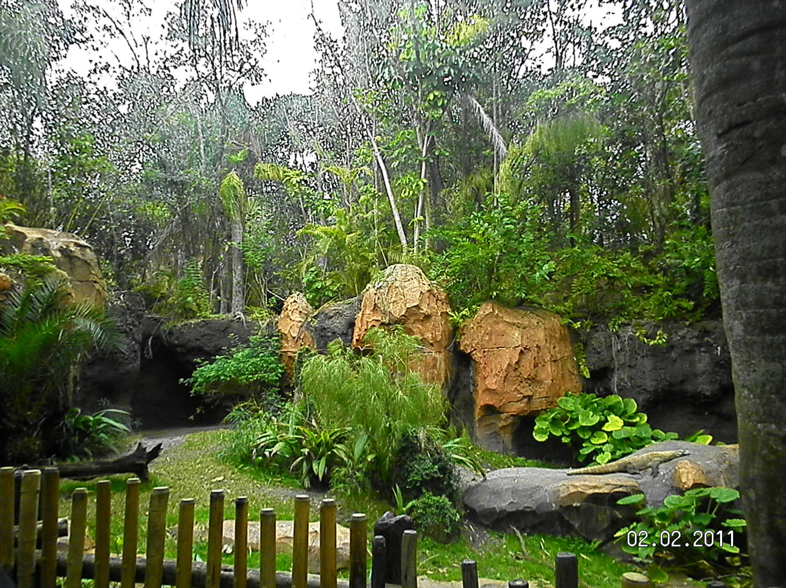 Komodo Dragon Exhibit