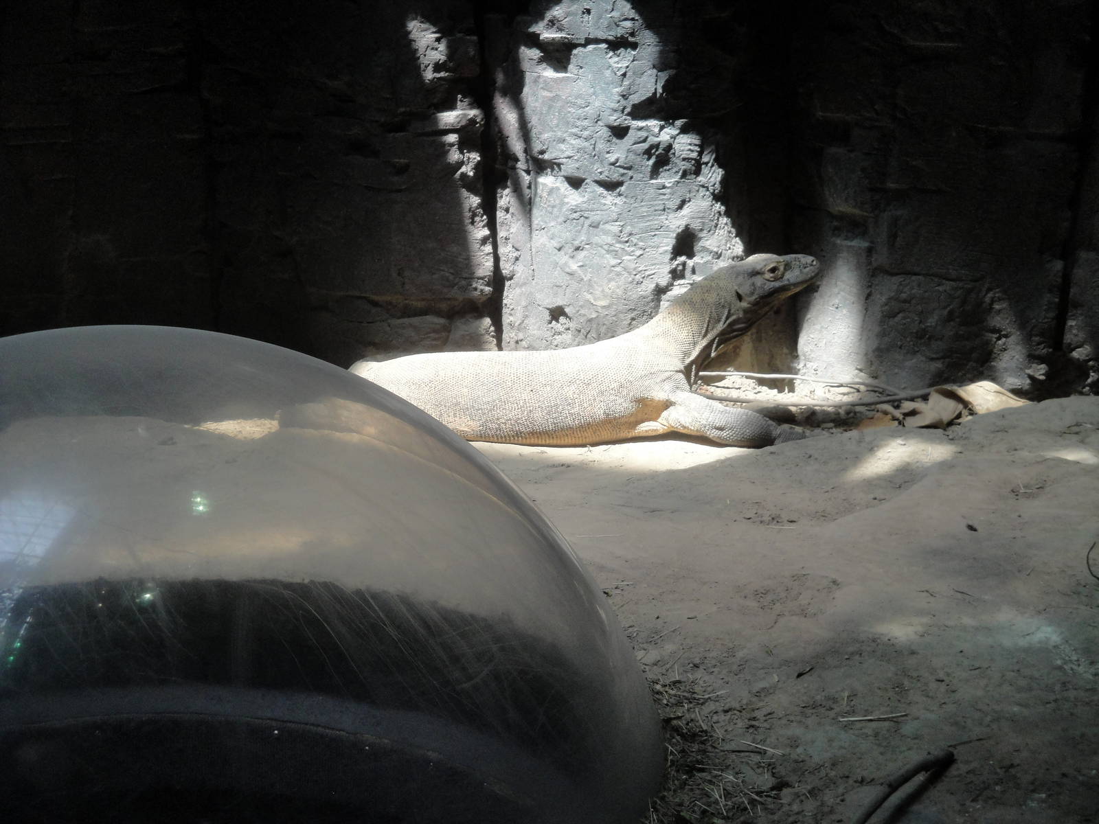 Komodo Dragon Exhibit