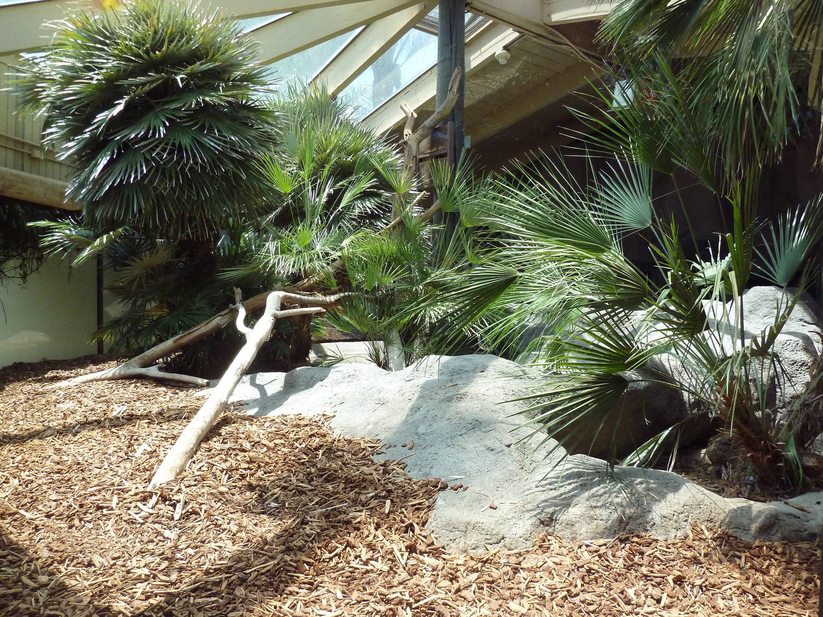 Komodo Dragon Exhibit