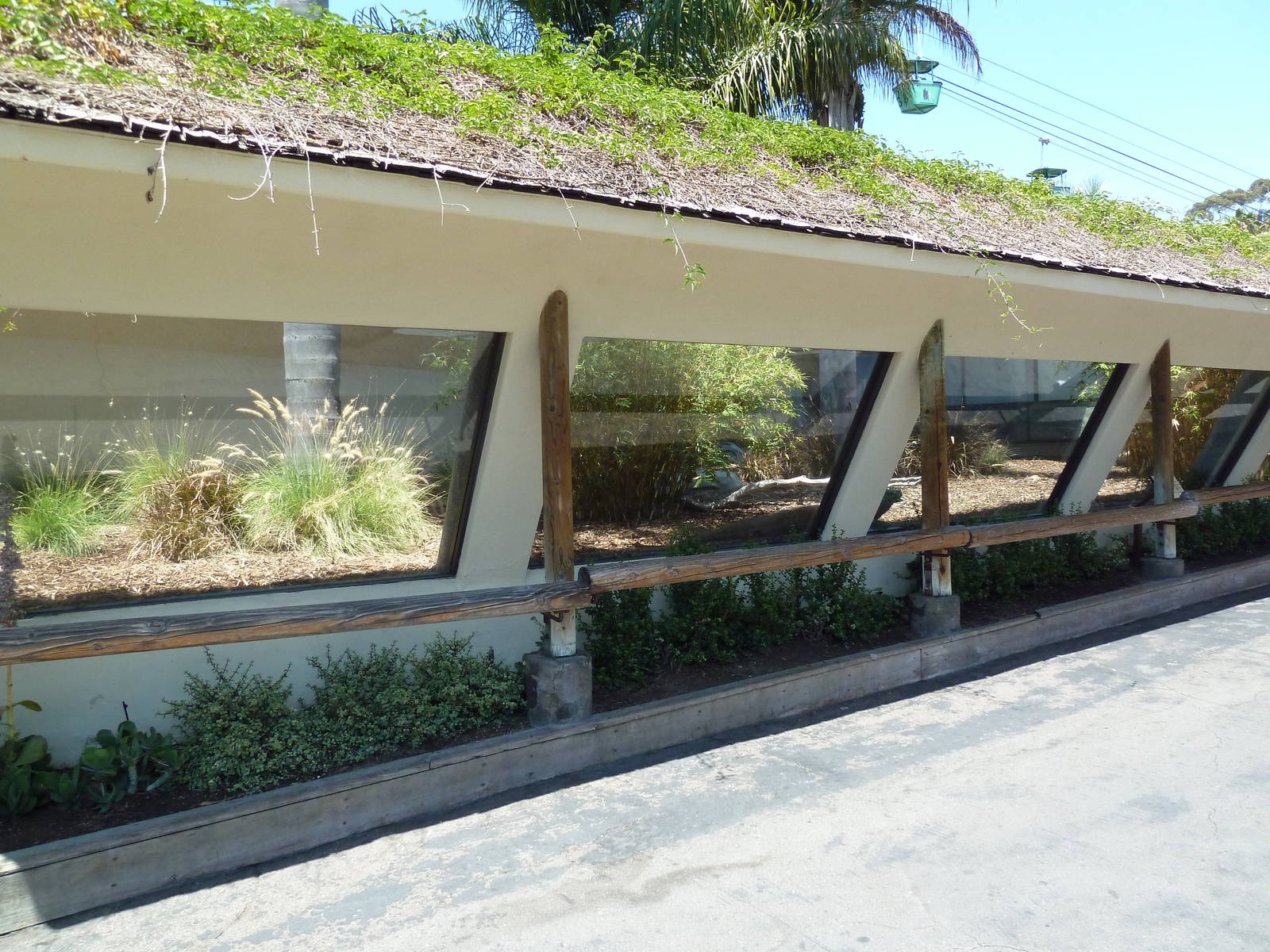 Komodo Dragon Exhibit