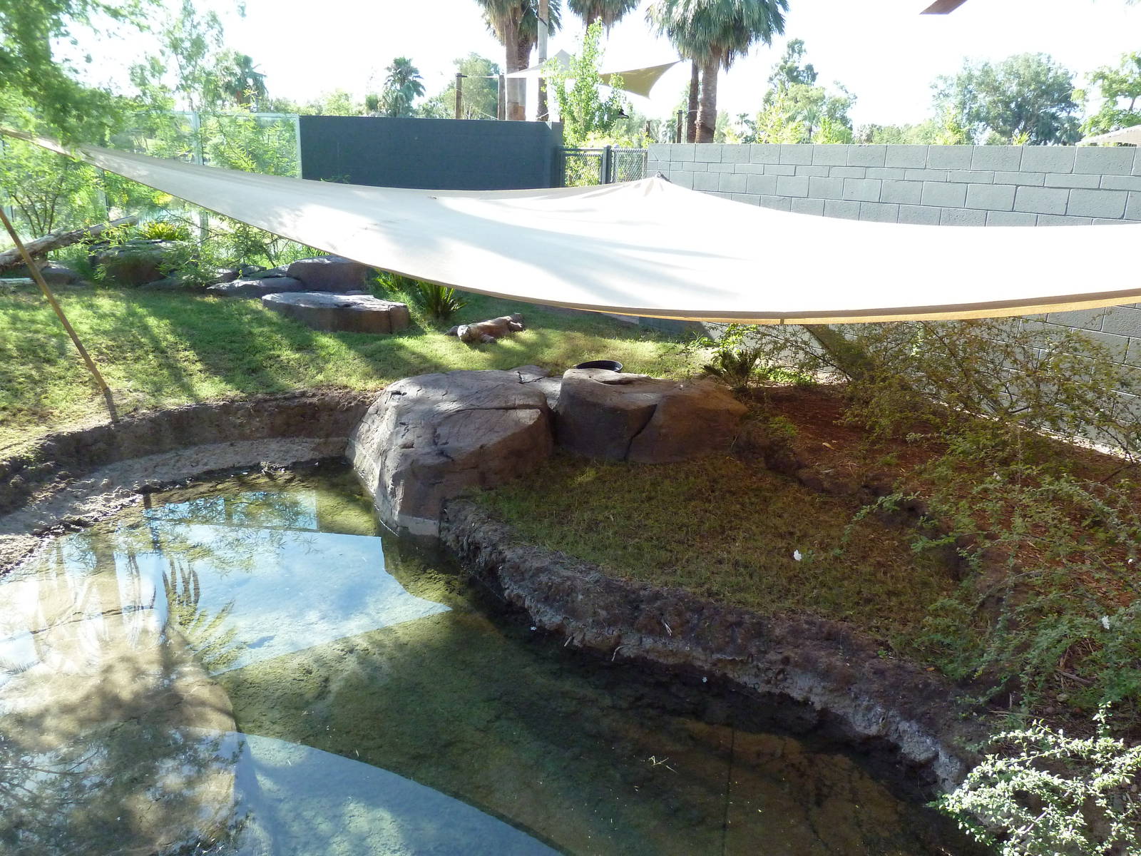 Komodo Dragon Exhibit