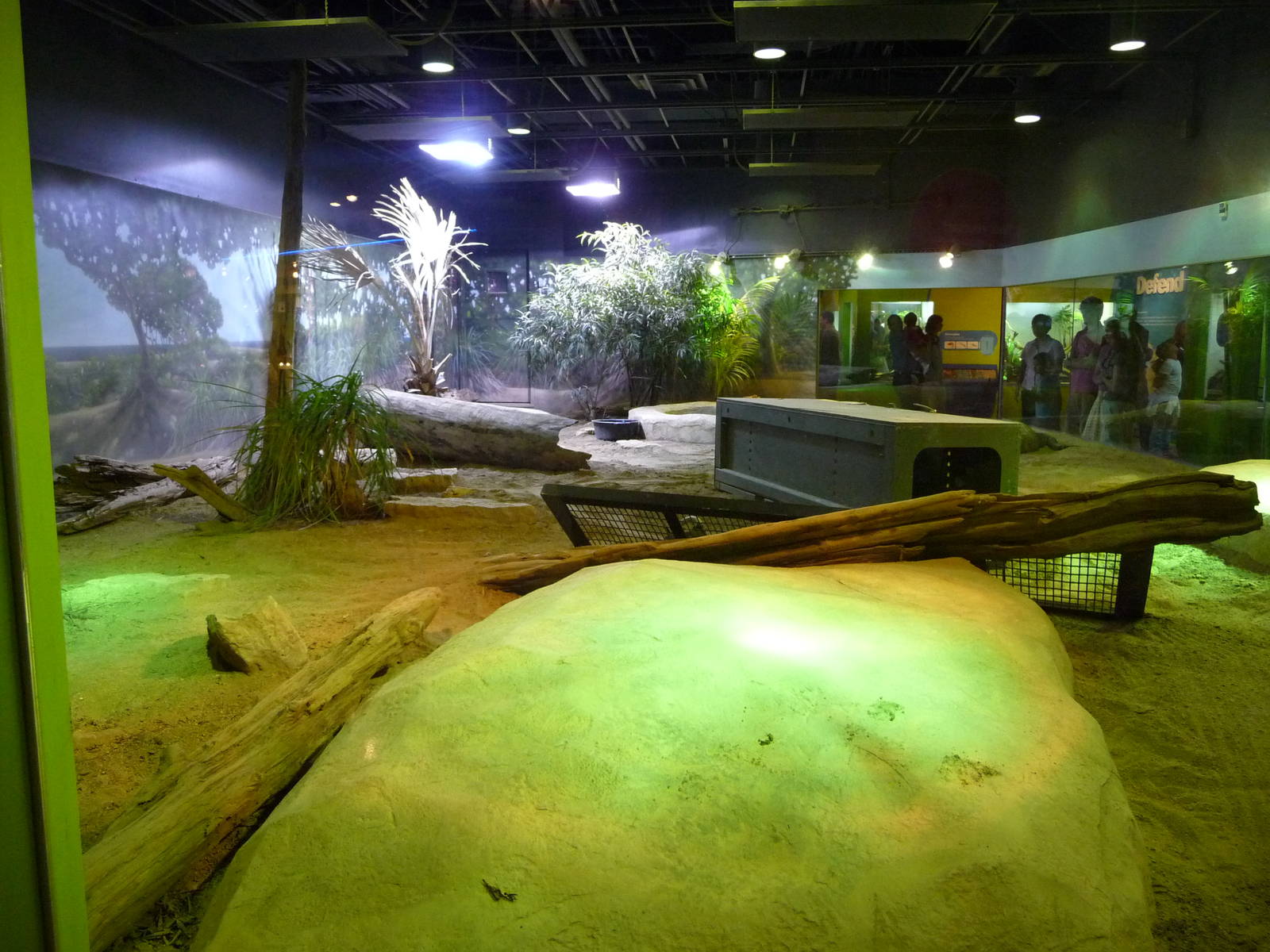 Komodo Dragon Exhibit