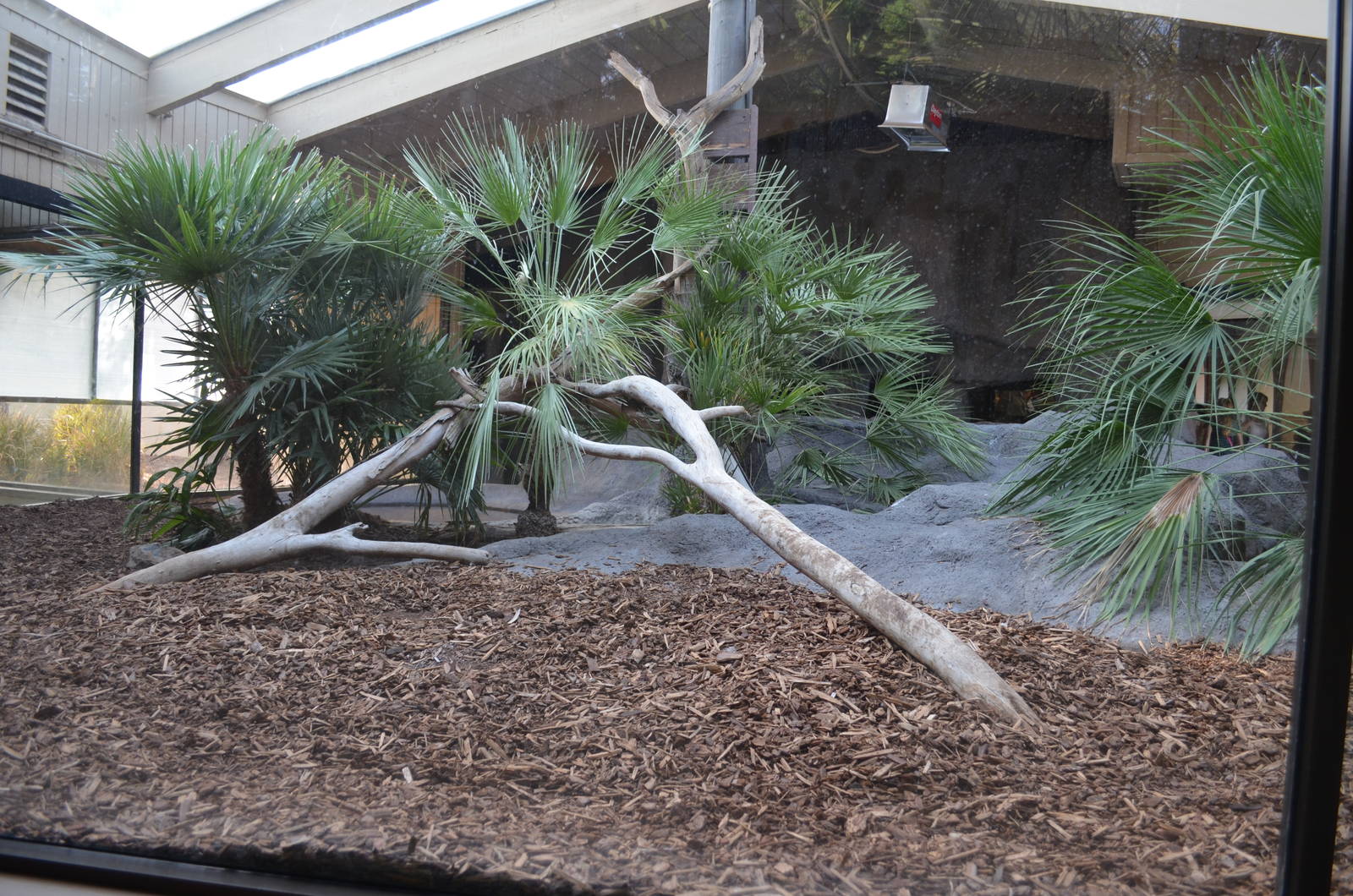 Komodo Dragon Exhibit