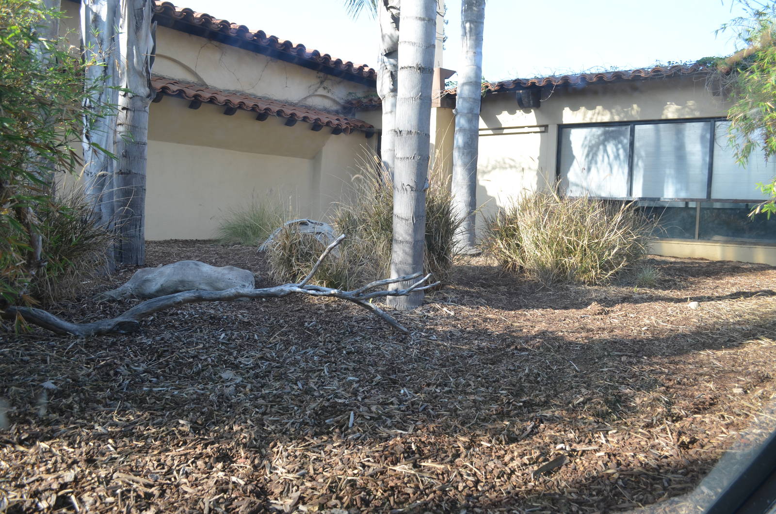 Komodo Dragon Exhibit