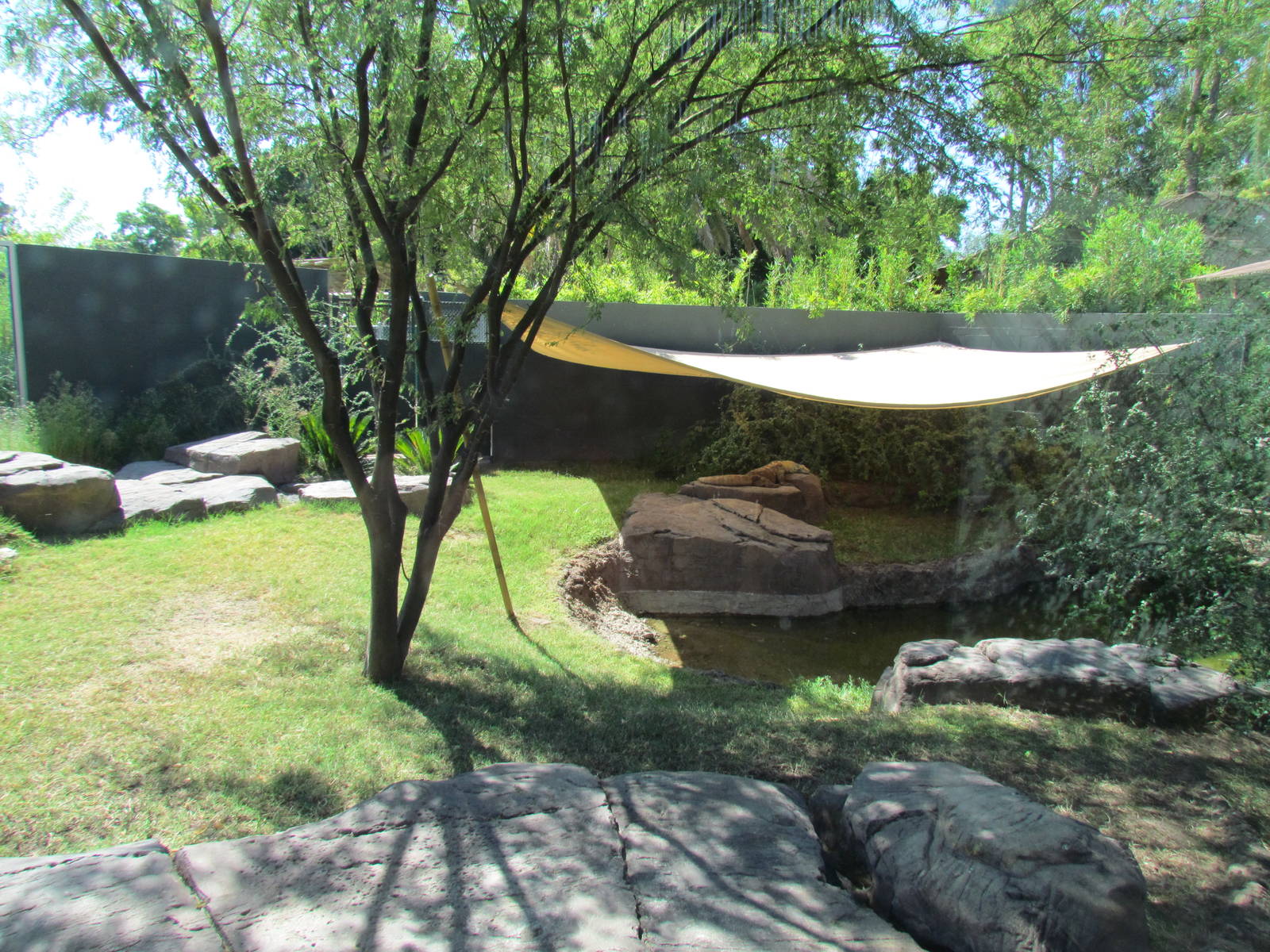 Komodo Dragon Exhibit