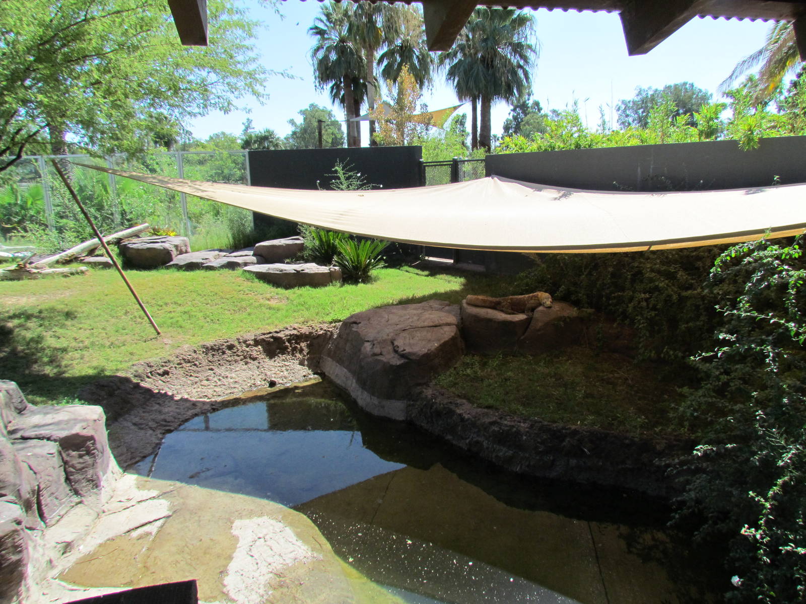 Komodo Dragon Exhibit
