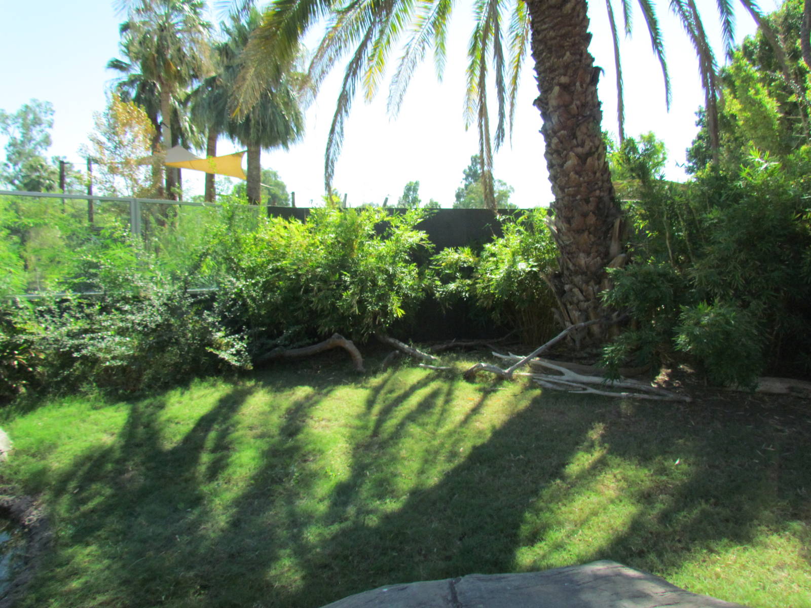 Komodo Dragon Exhibit