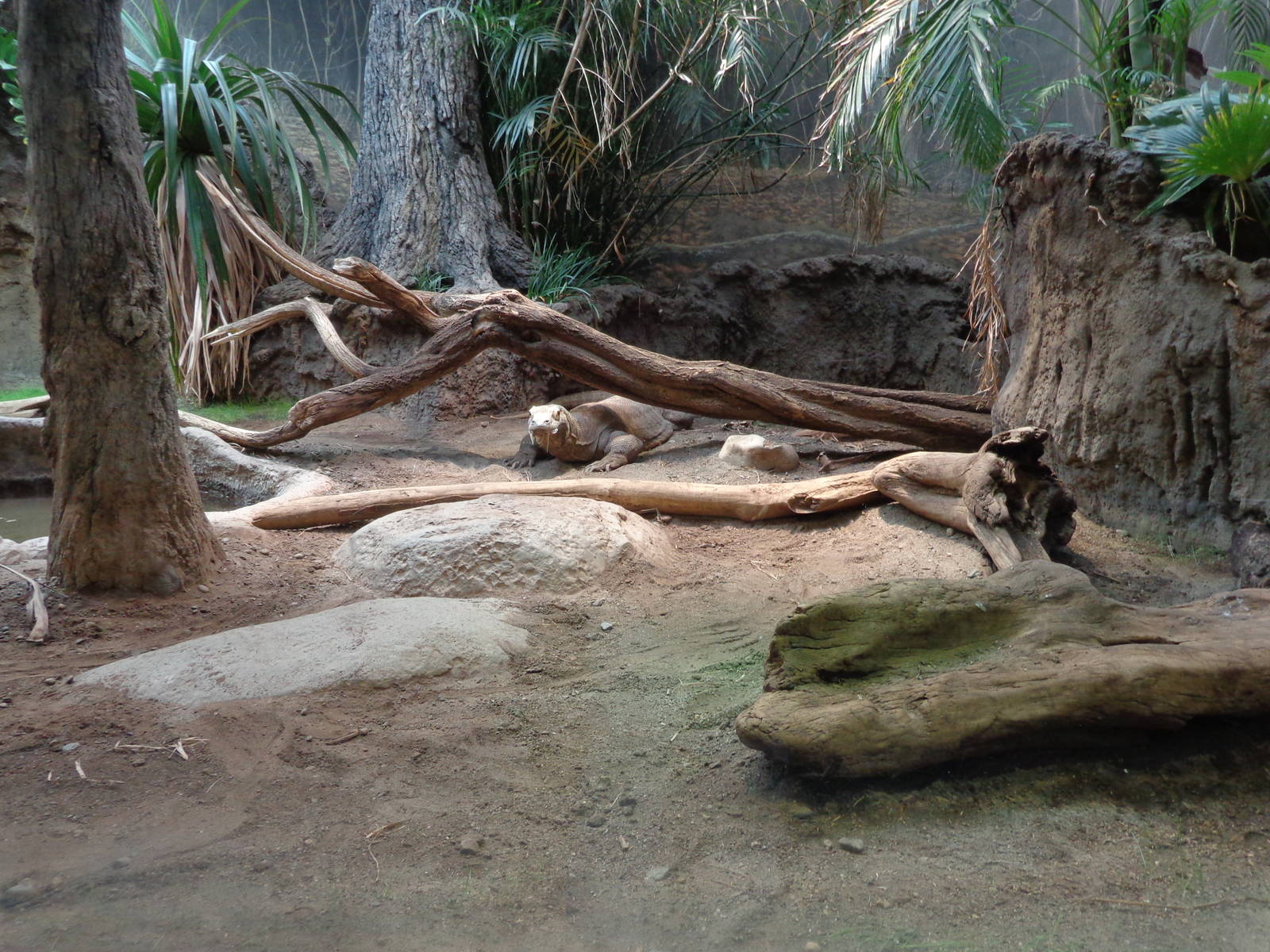 Komodo Dragon Exhibit