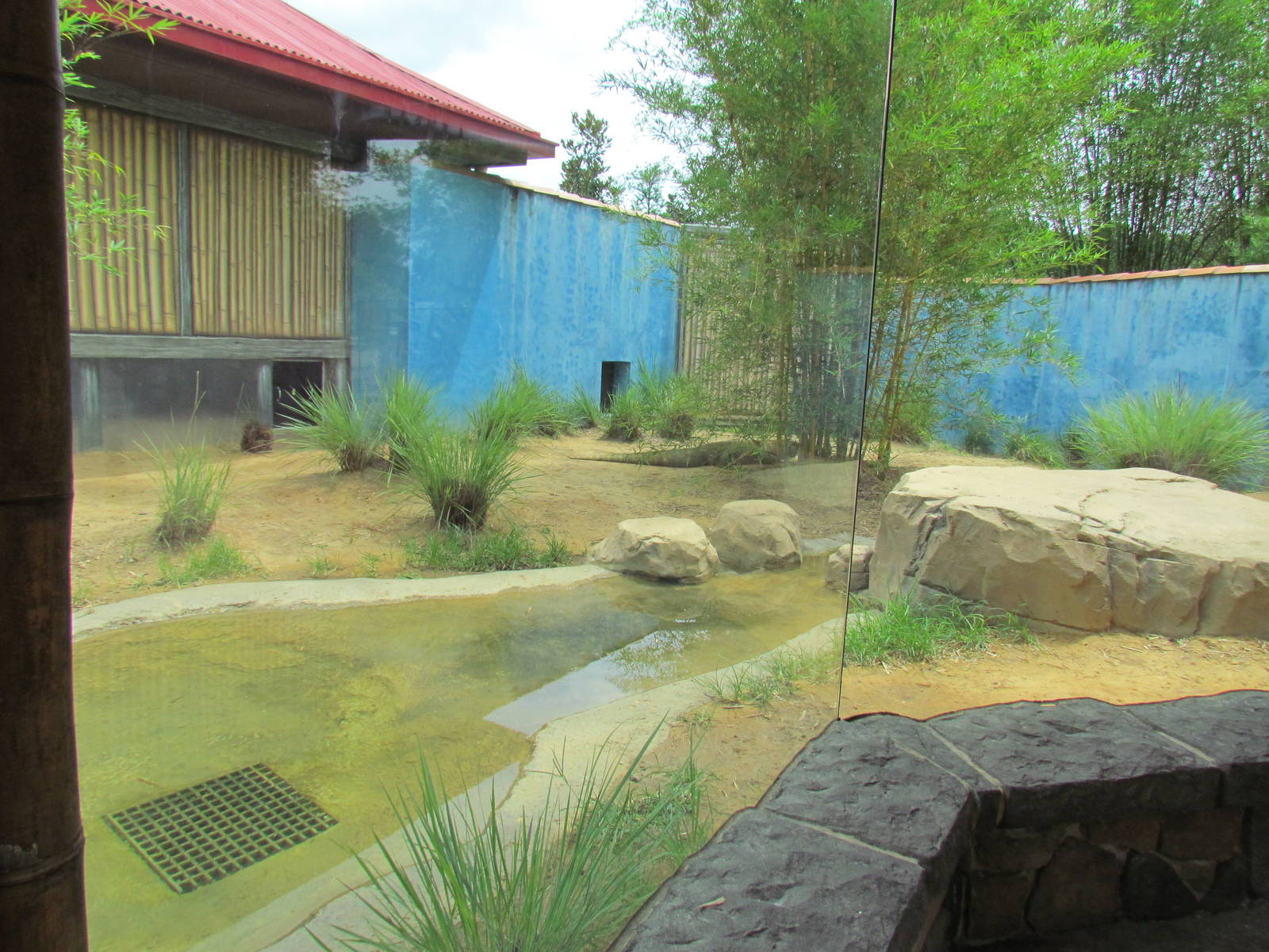 Komodo Dragon Exhibit