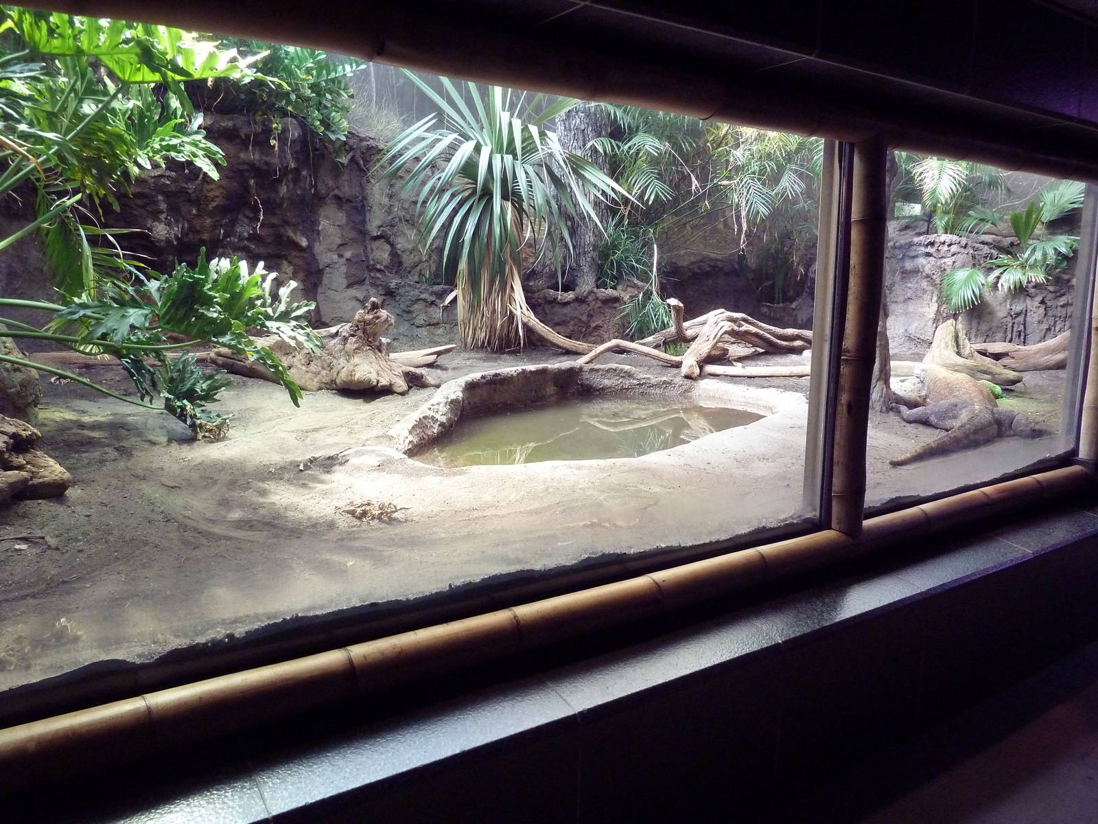 Komodo Dragon Exhibit