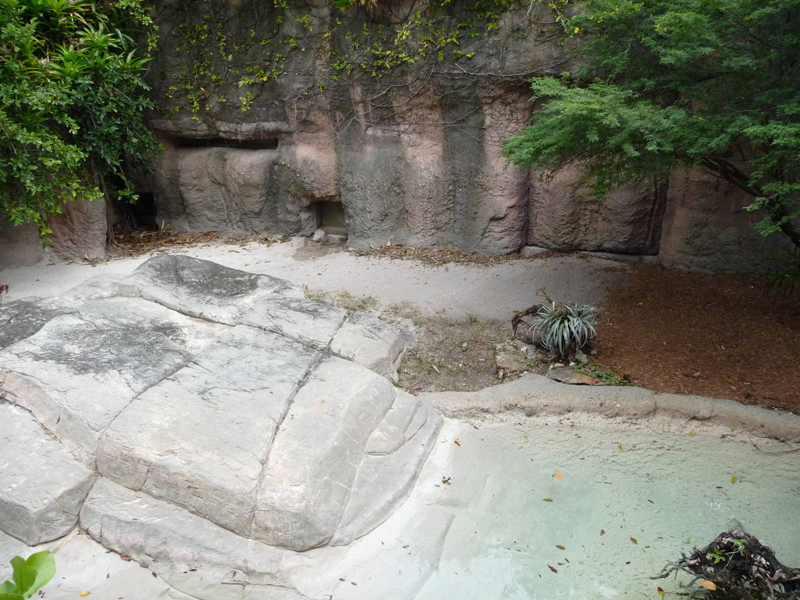 Komodo Dragon Exhibit